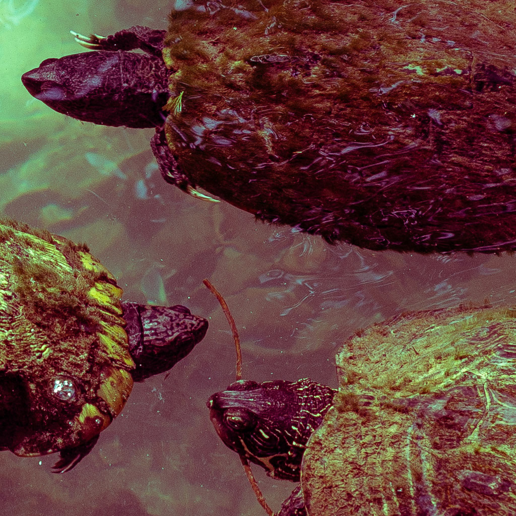 Turtle Band Album Cover