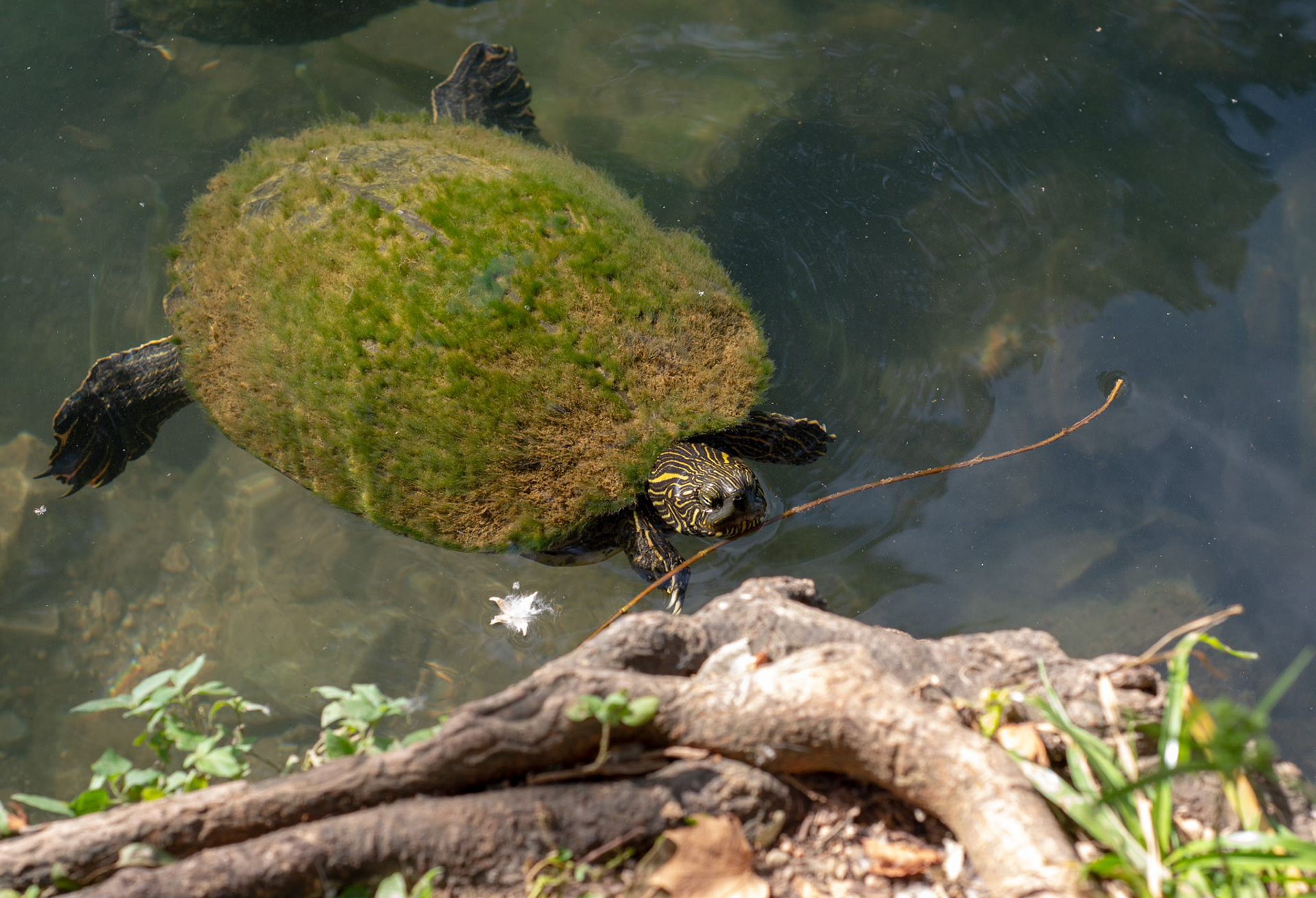 River Cooter