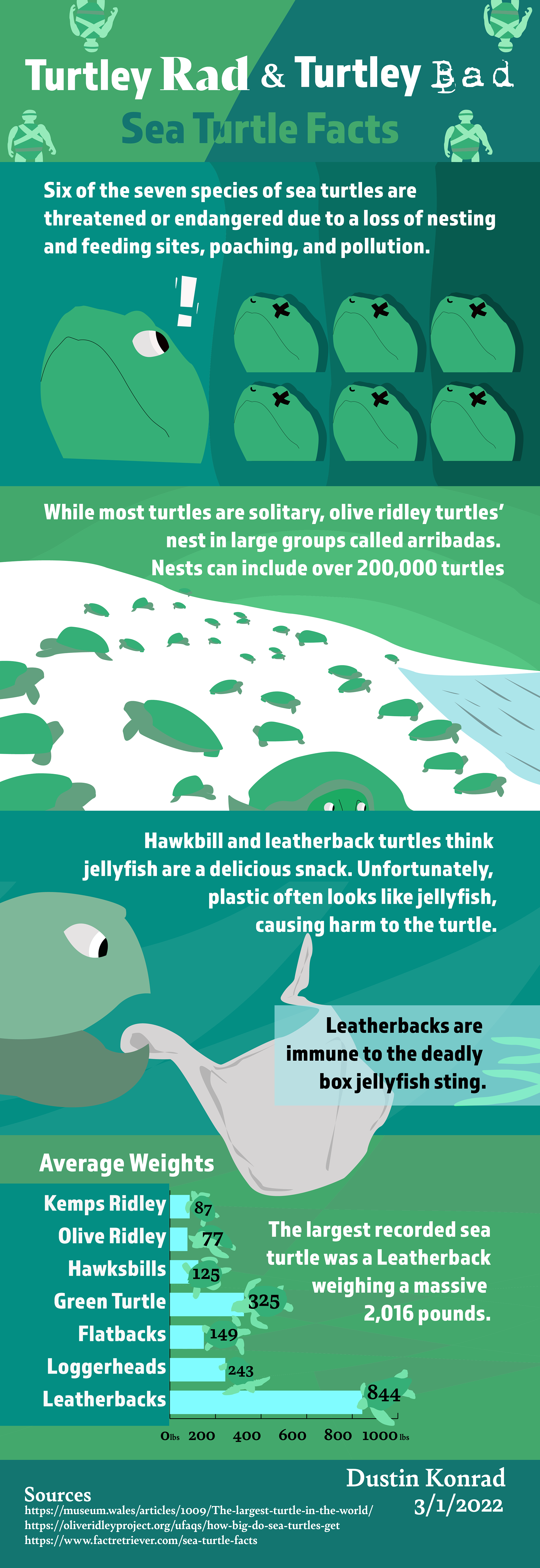 Sea Turtle Infographic, 2022
