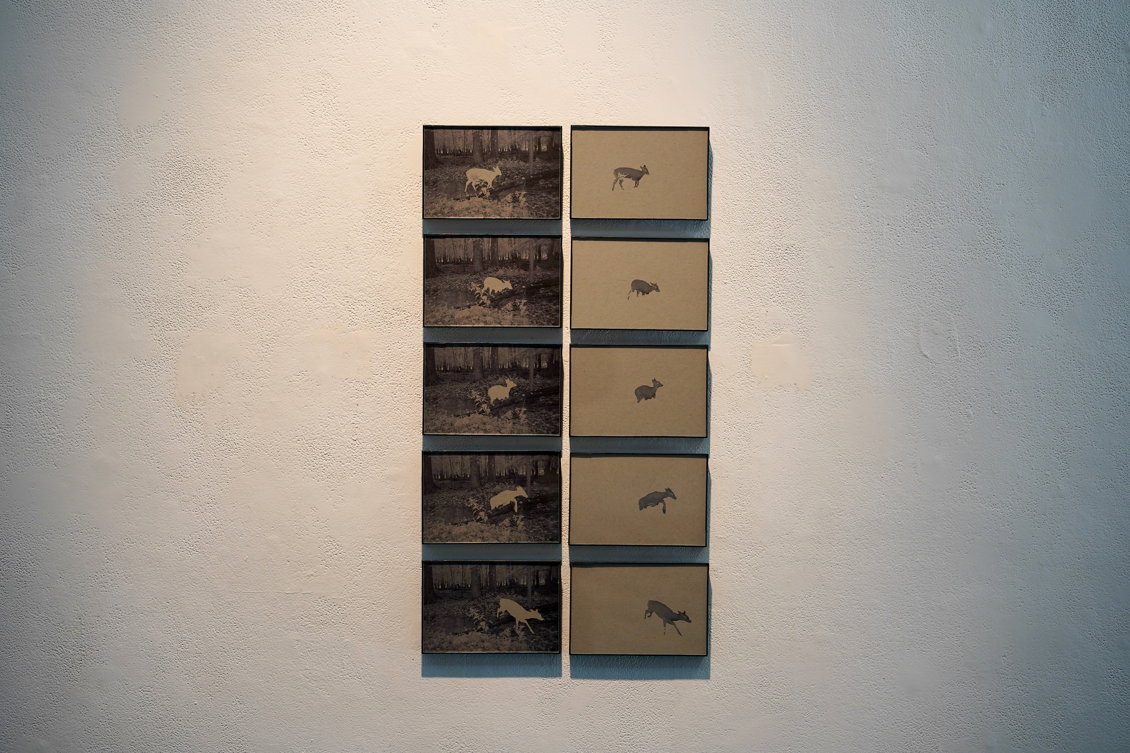 chloe abidi, deer in motion, 2024, inkjet prints on toned multimedia paper