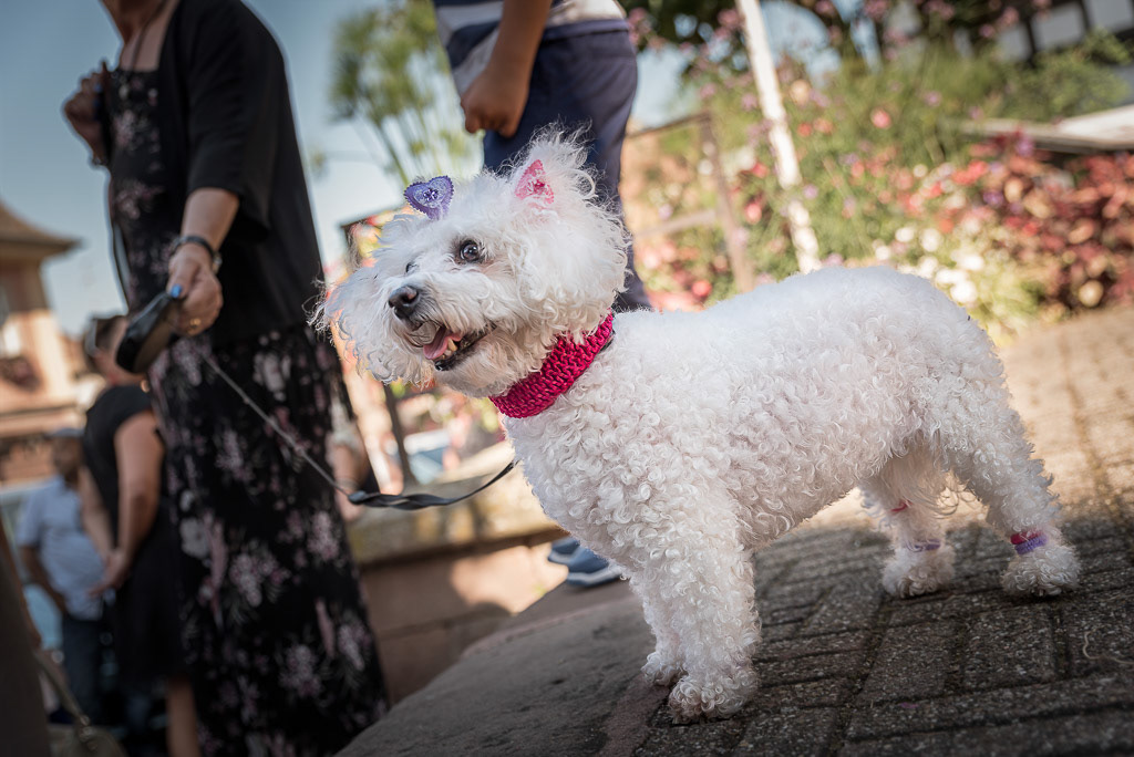 Le toutou de la mariée
