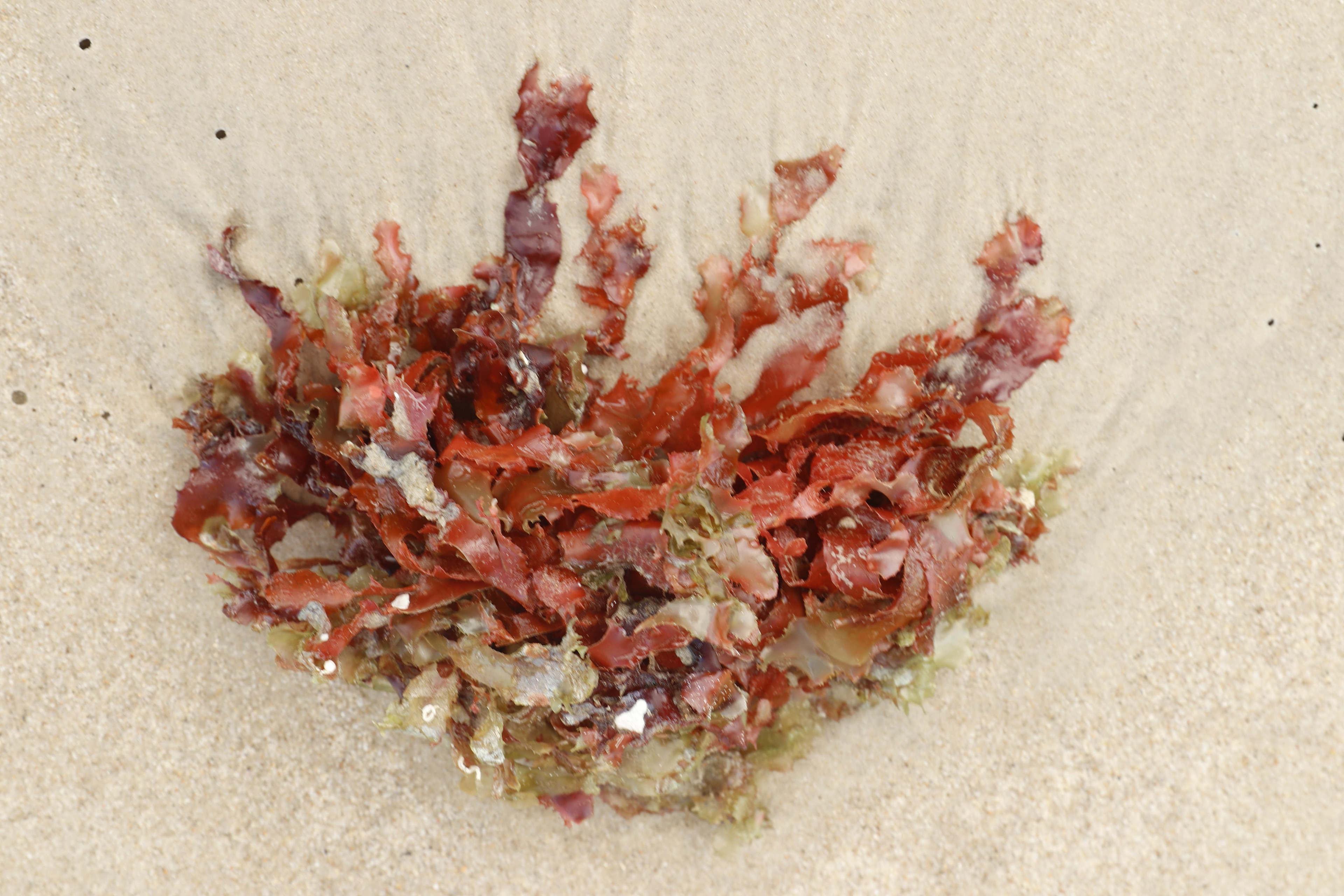 Série Minha guia, 2023.