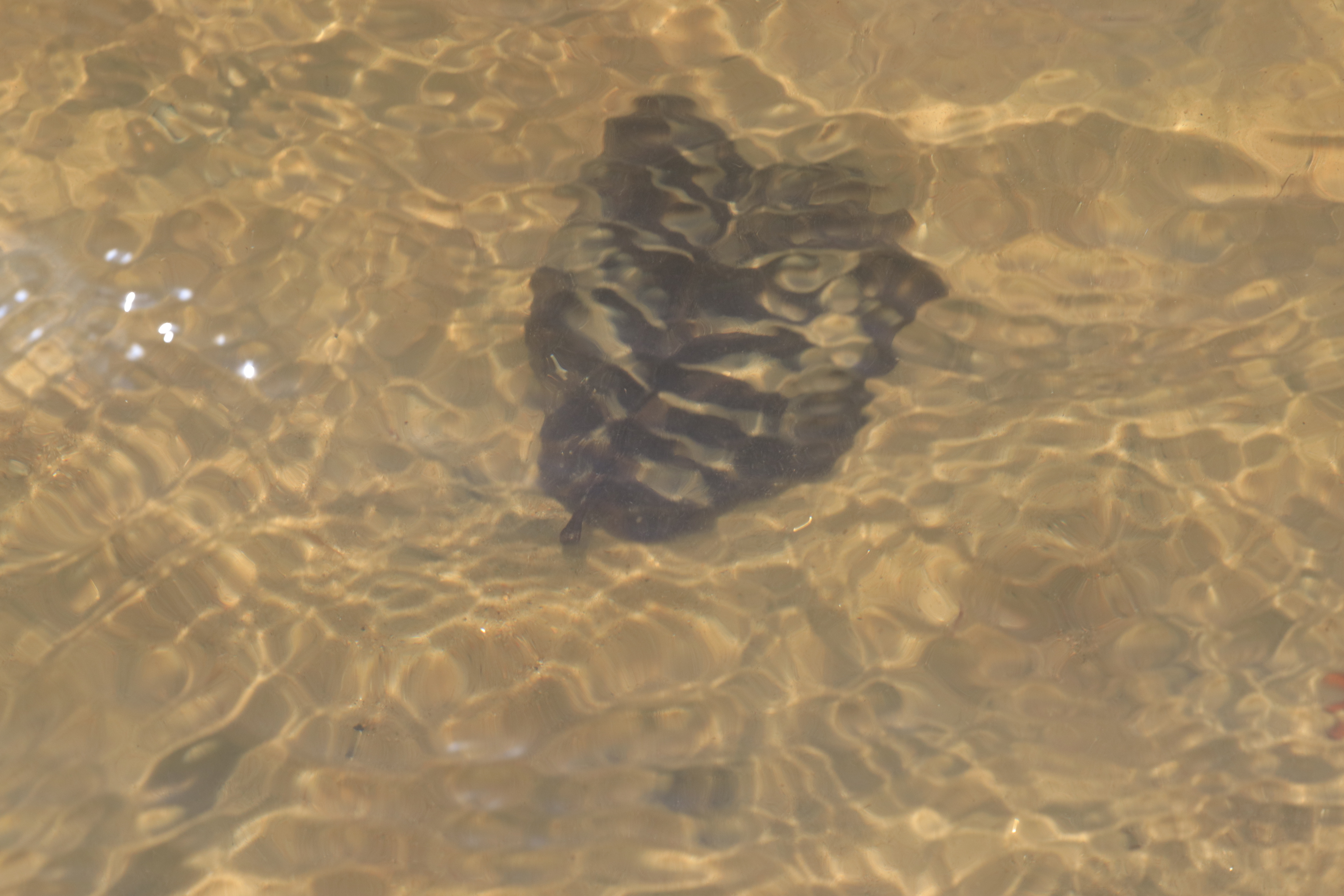 Série Minha guia, 2023.