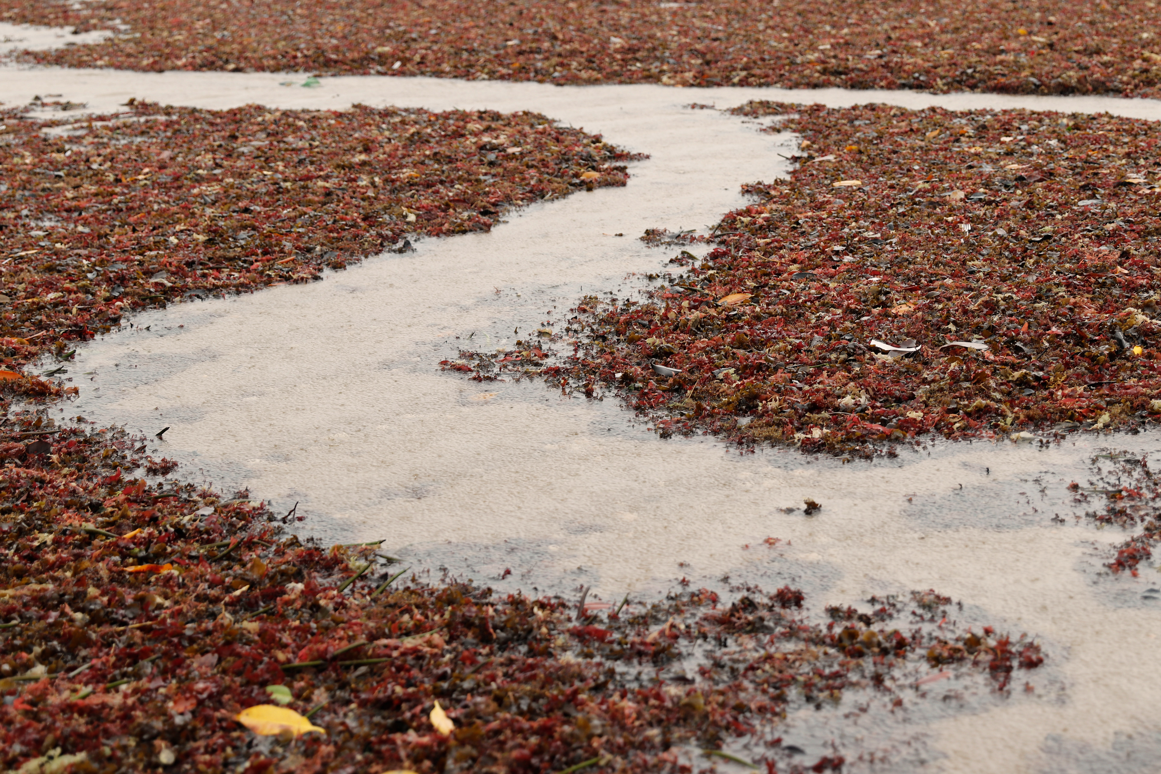 Série Minha guia, 2023.