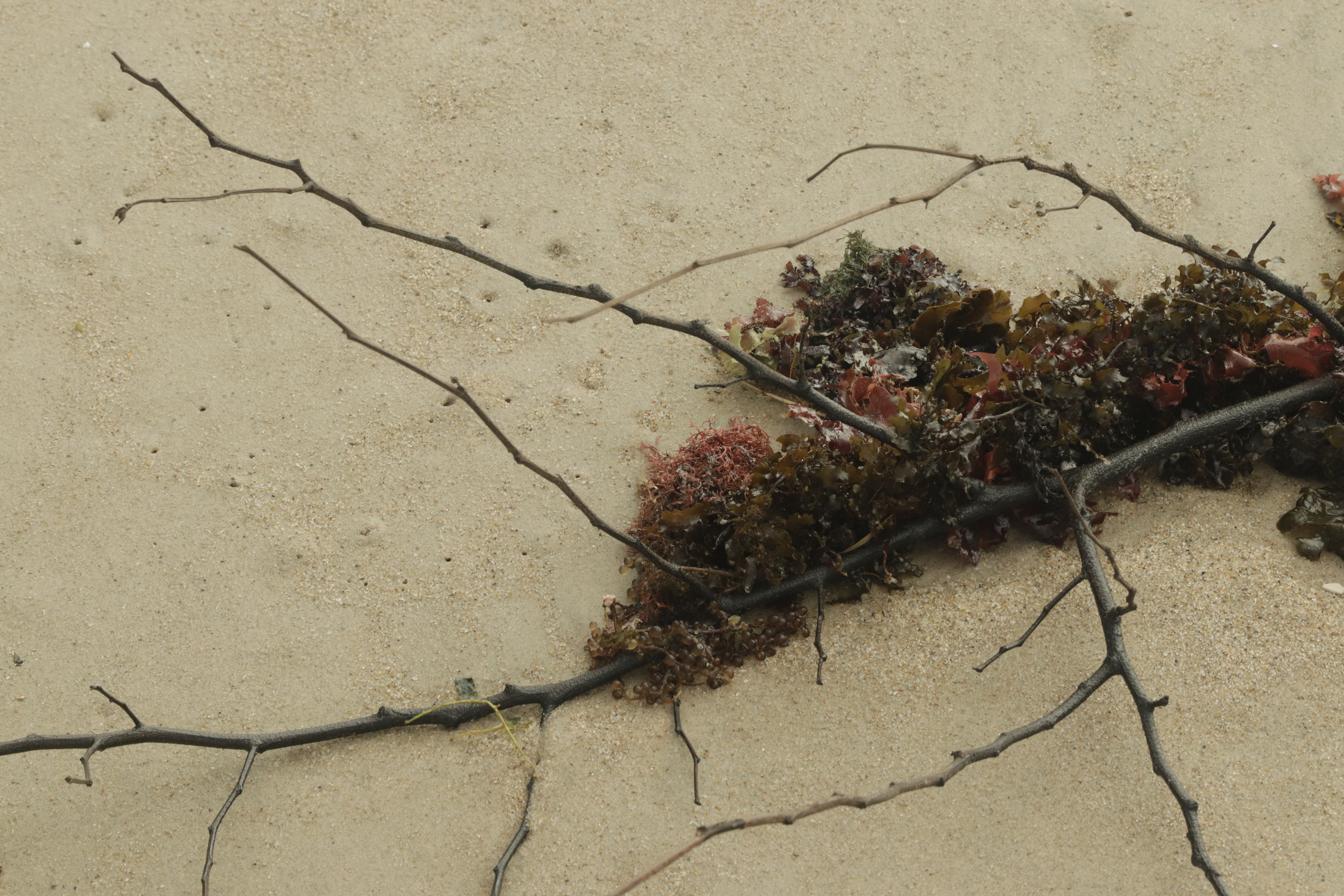 Série Minha guia, 2023.