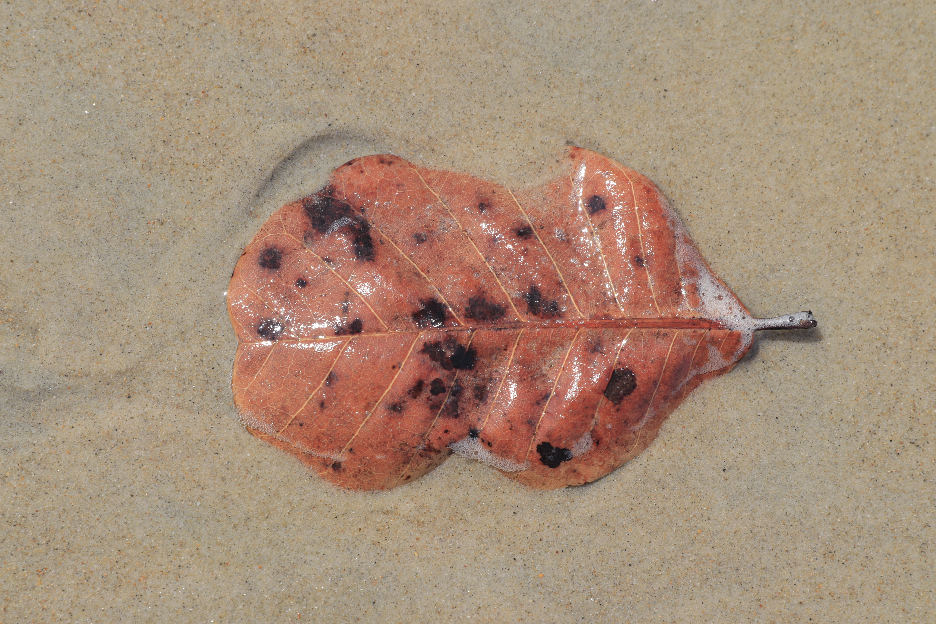 Série Minha guia, 2023.