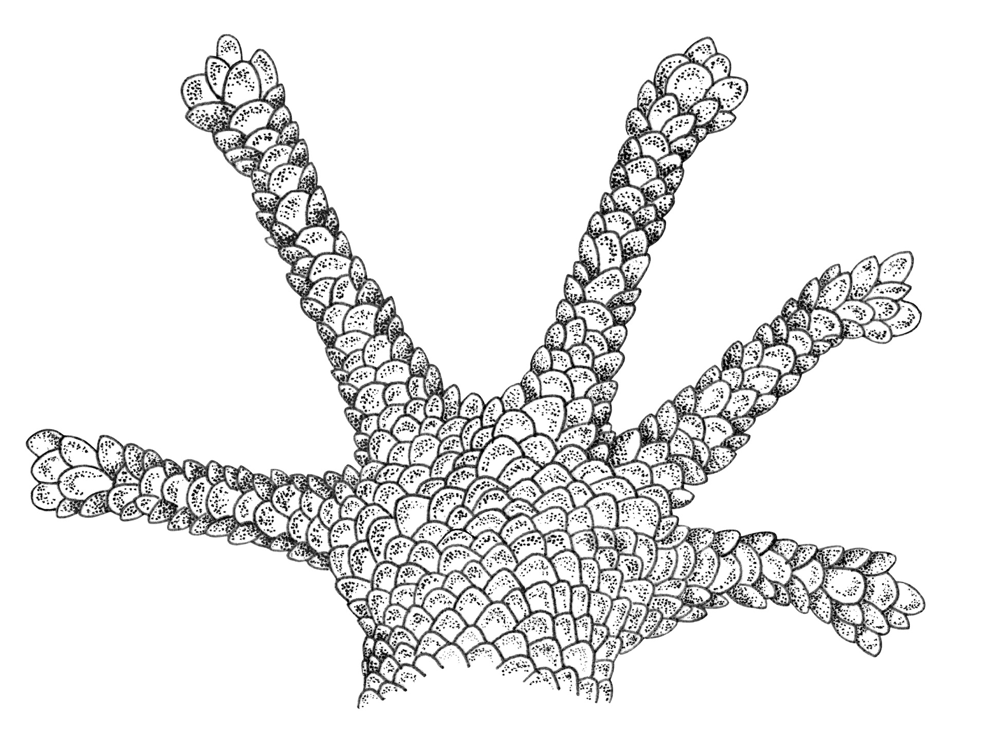 Phyllodactylus maresi