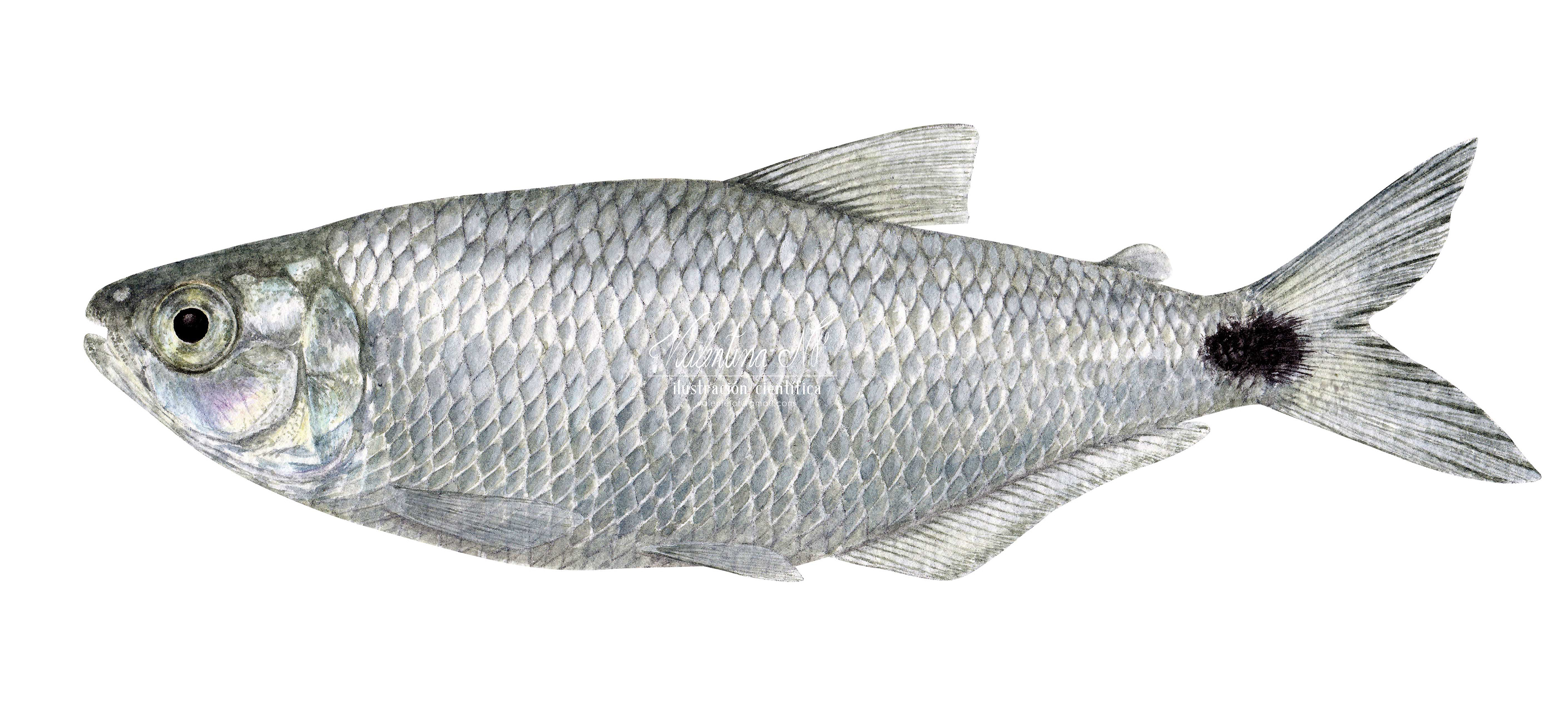 Brycon argenteus