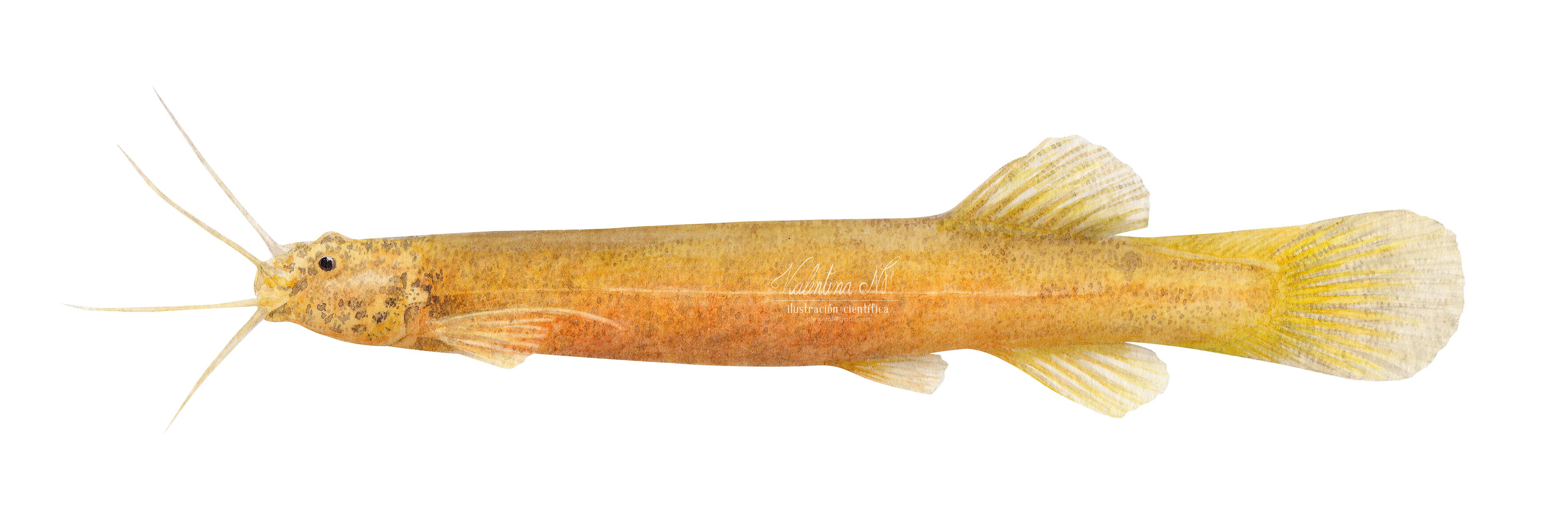 Trichomycterus latidens