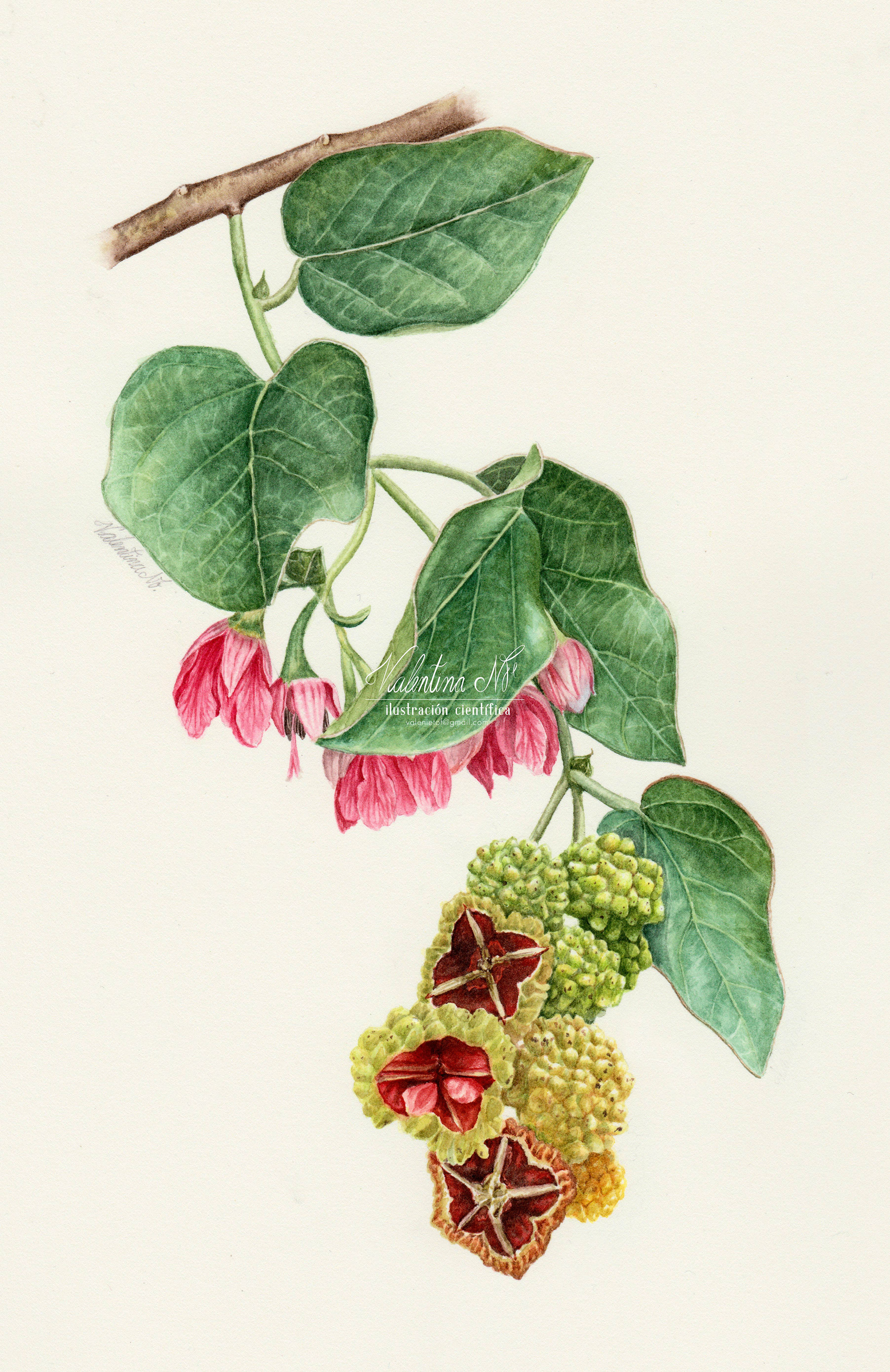 Vallea stipularis