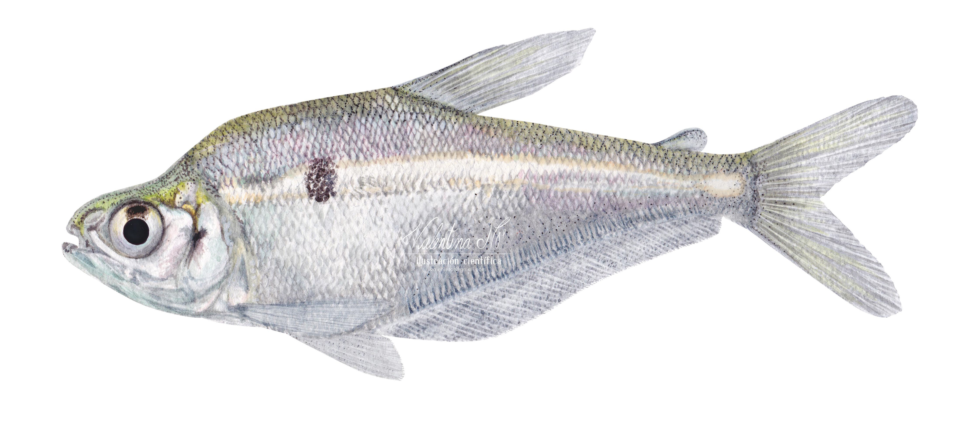 Roeboides occidentalis