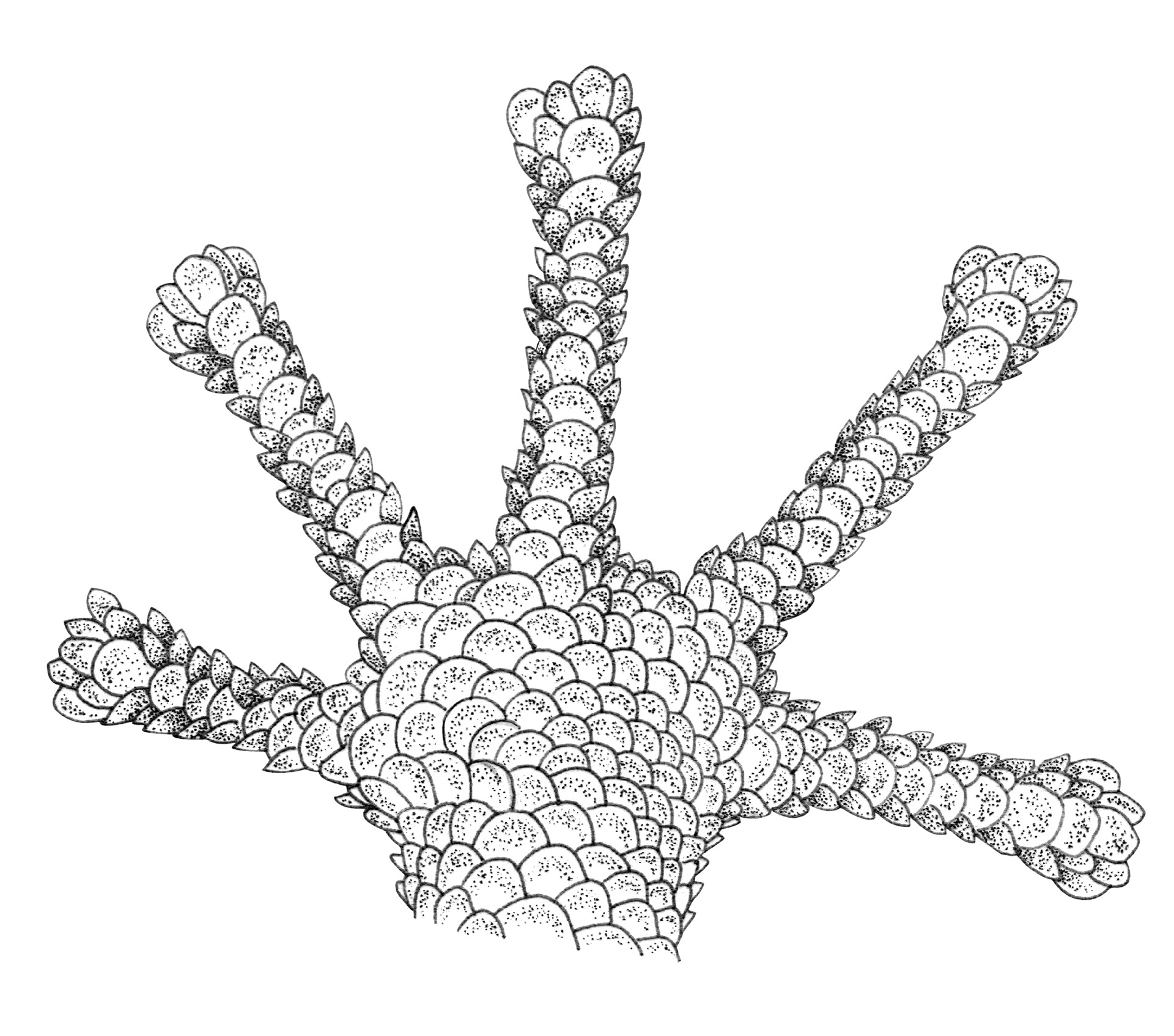 Phyllodactylus simpsoni