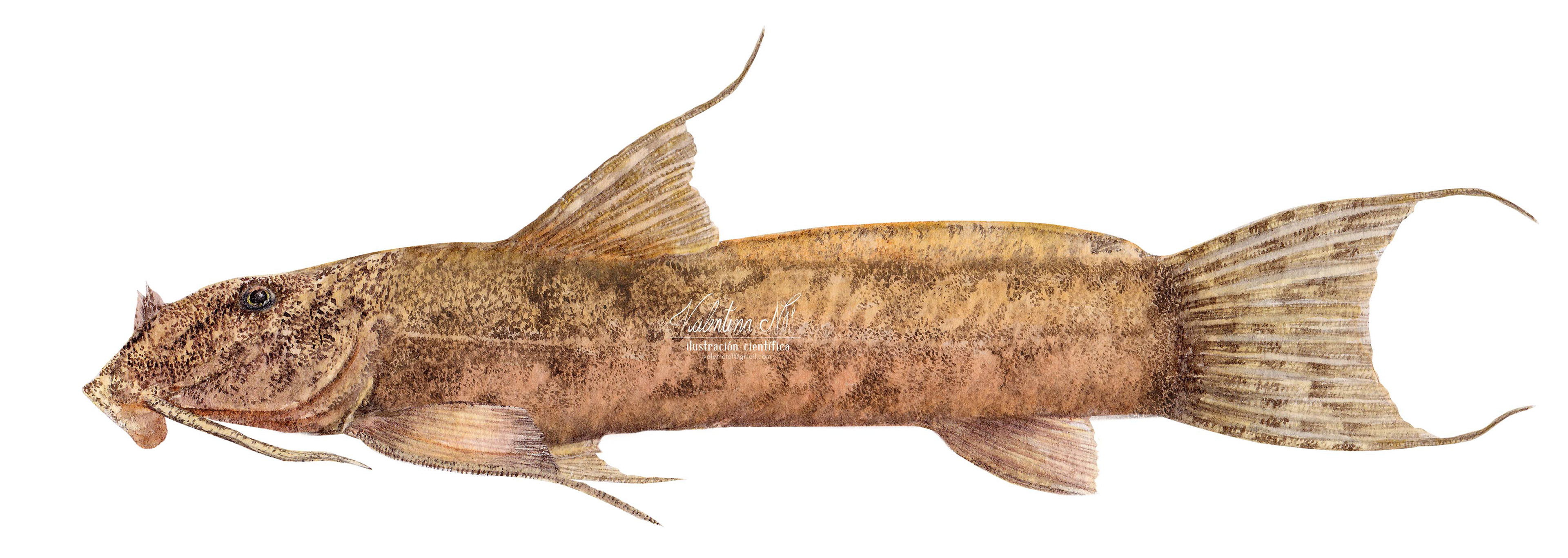 Astroblepus mojicai