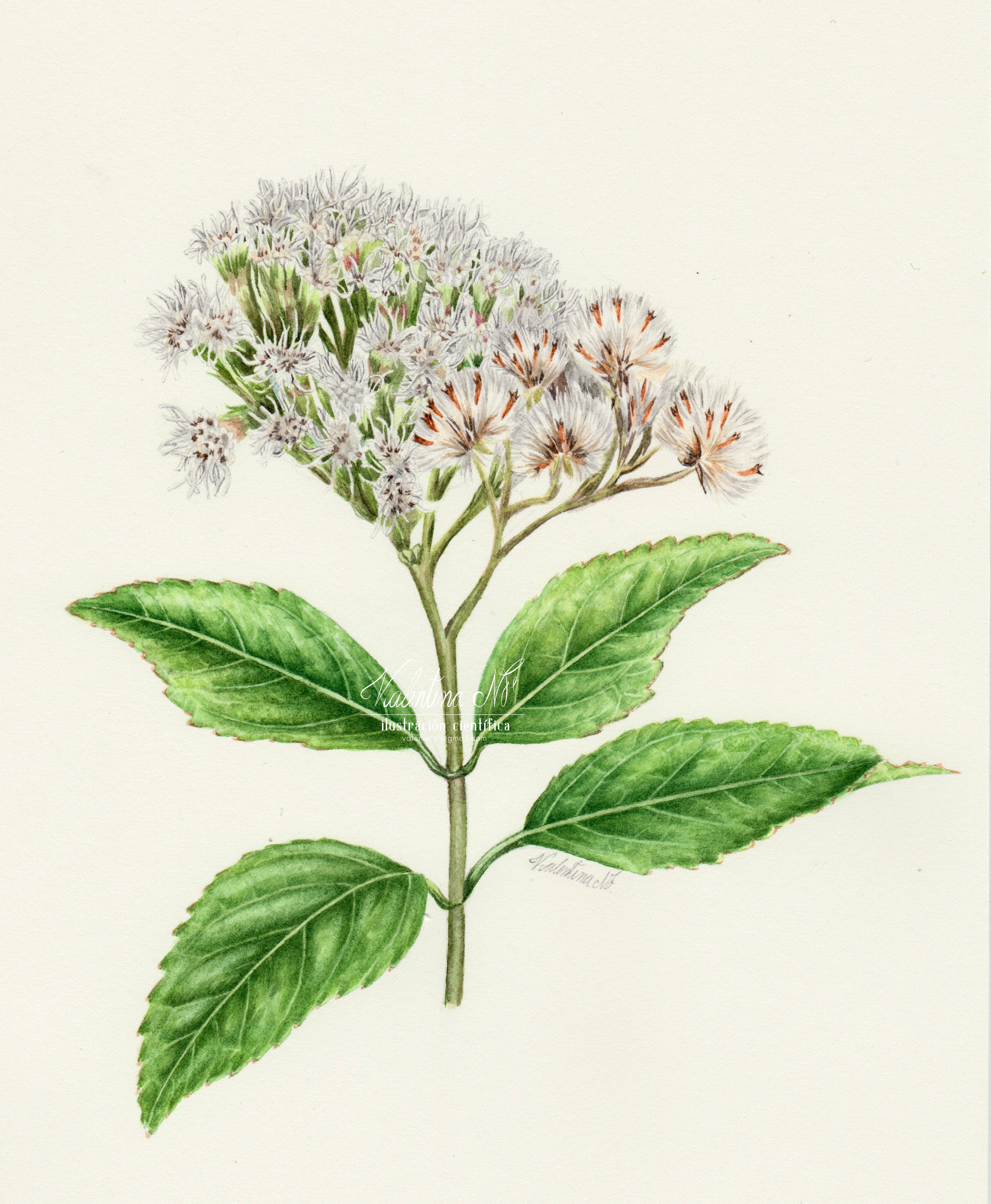 Ageratina fastigiata