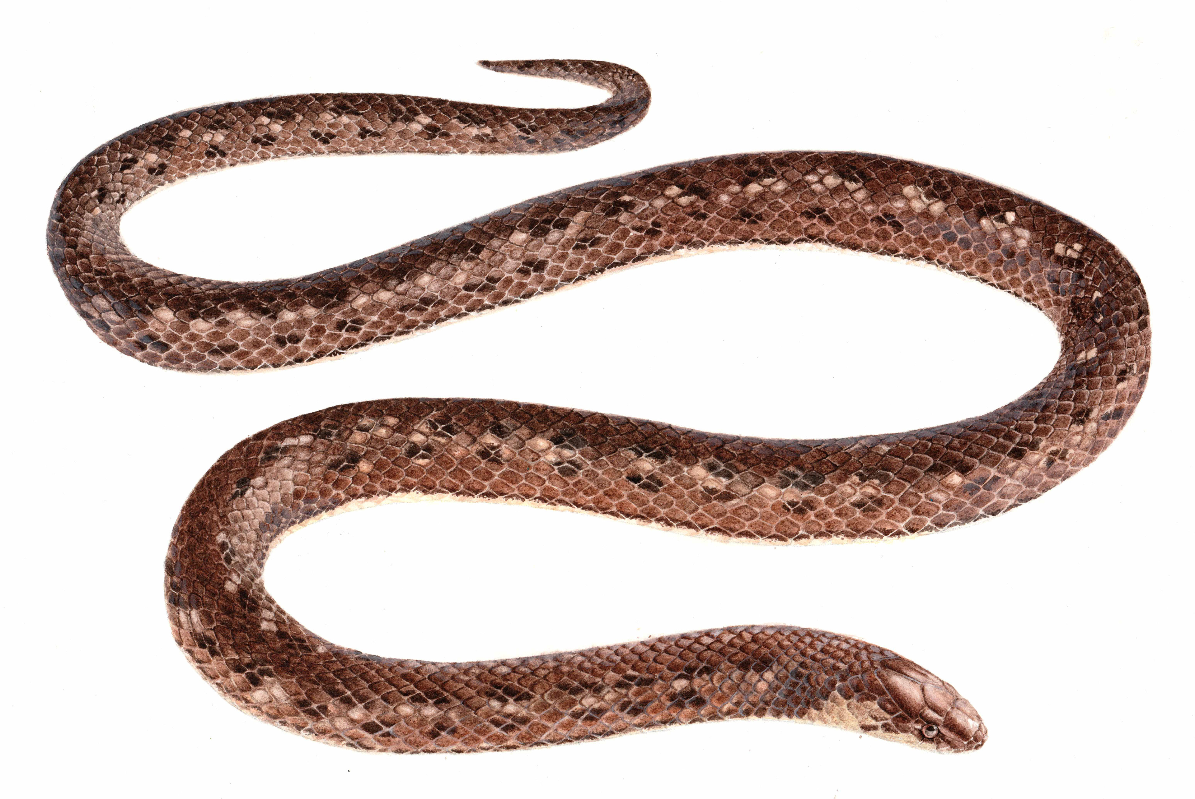 Atractus esepe