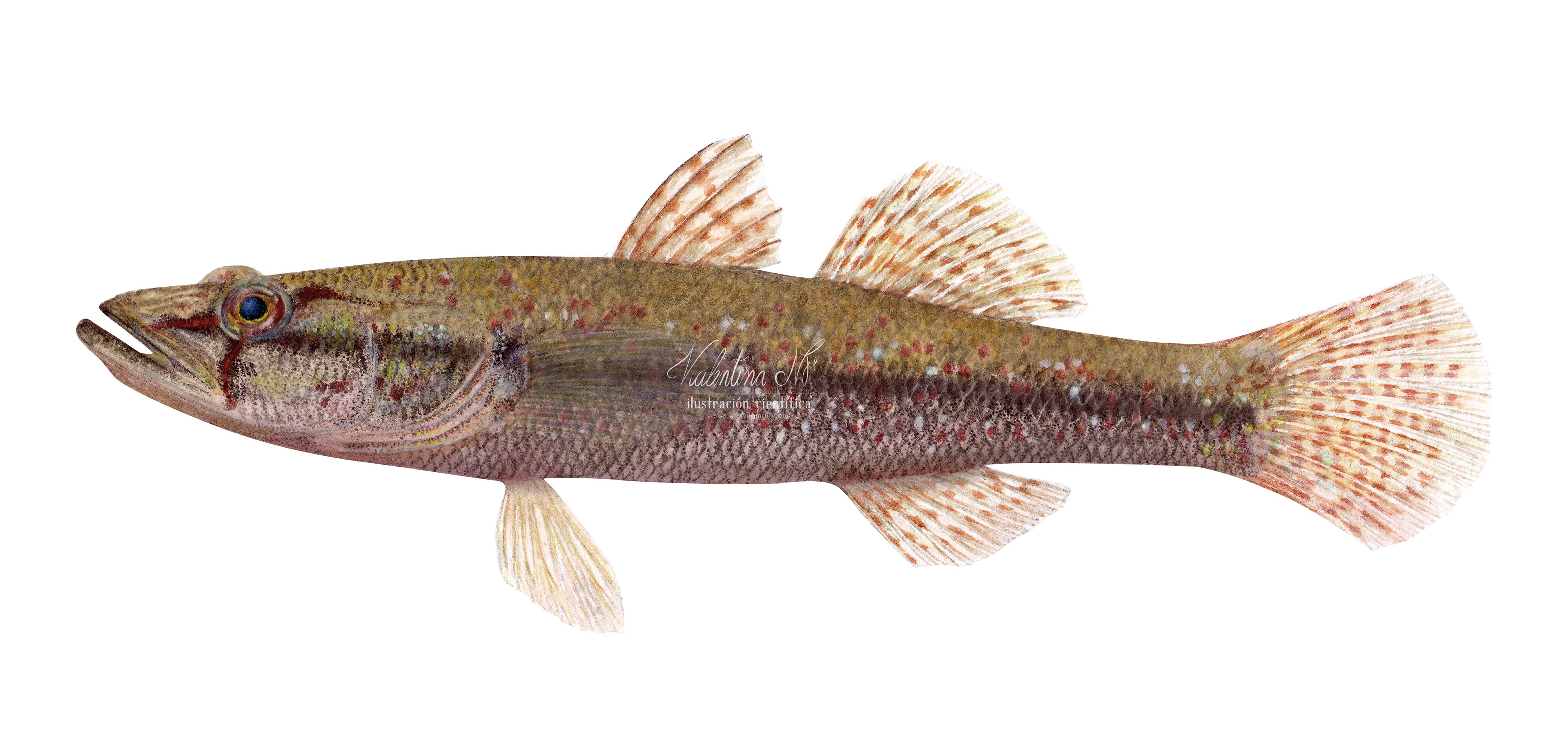 Gobiomorus maculatus