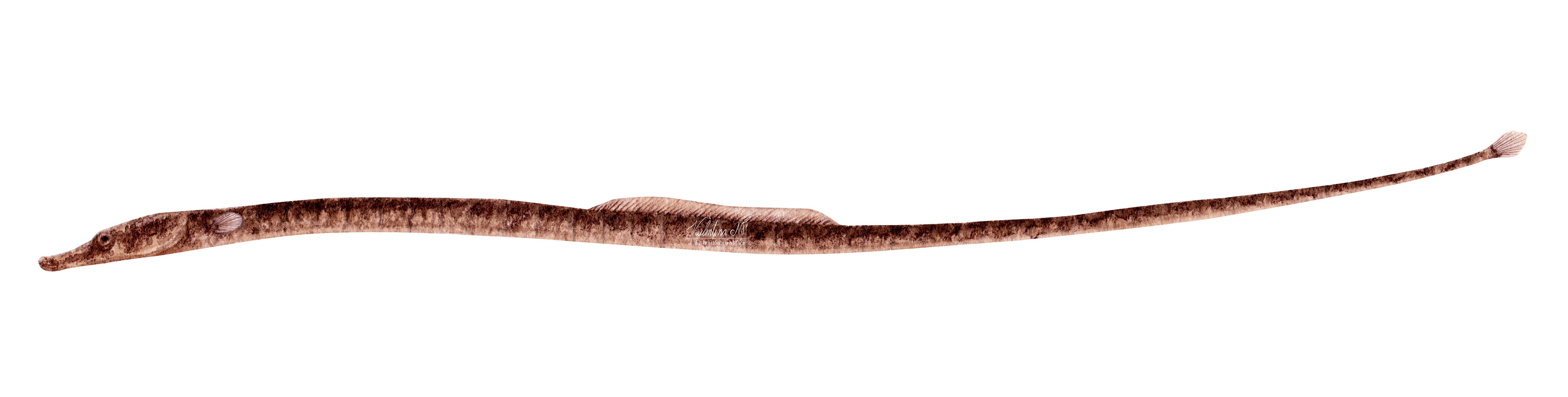 Pseudophallus starksii