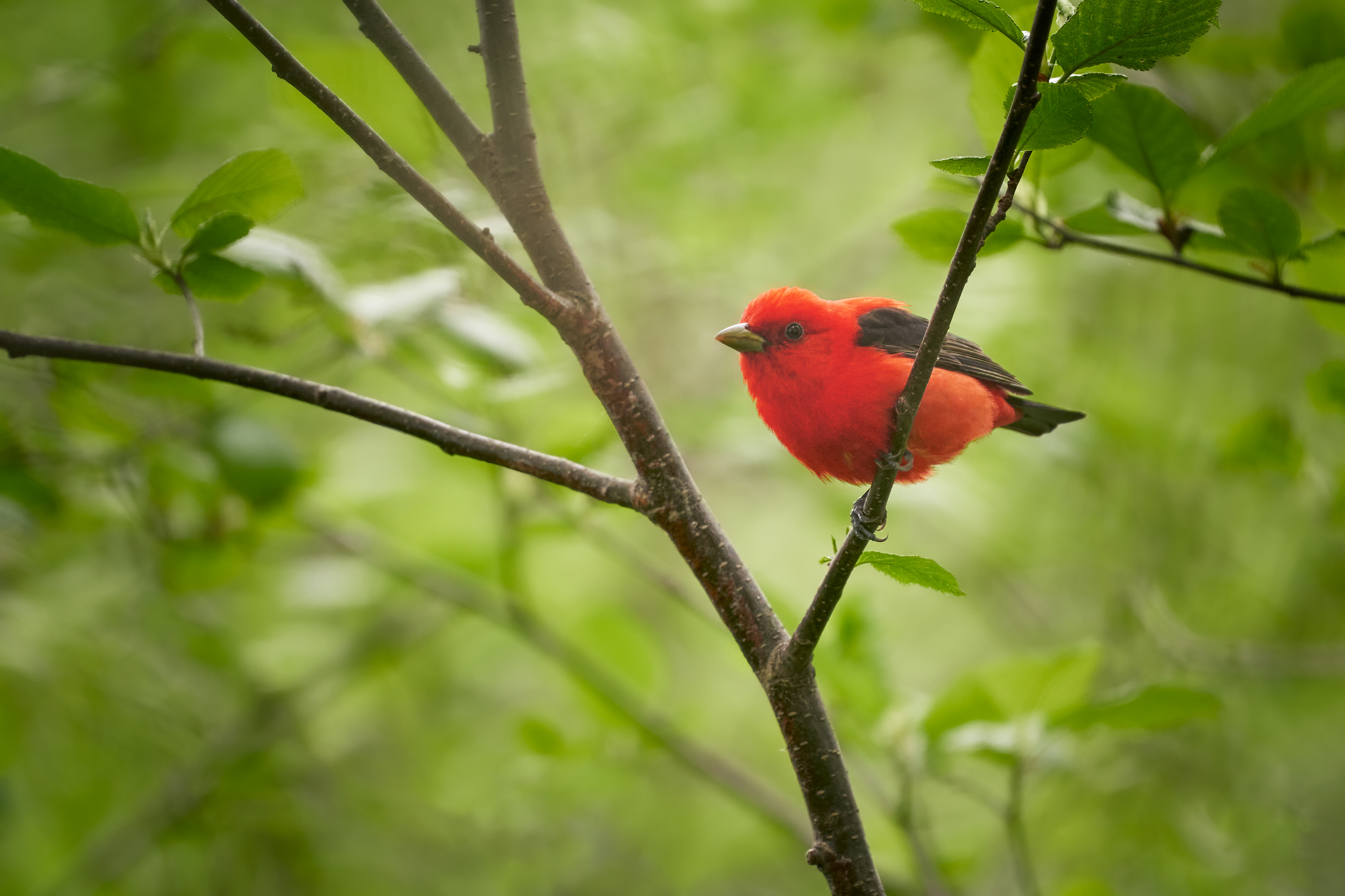 Scarlet Tanager
