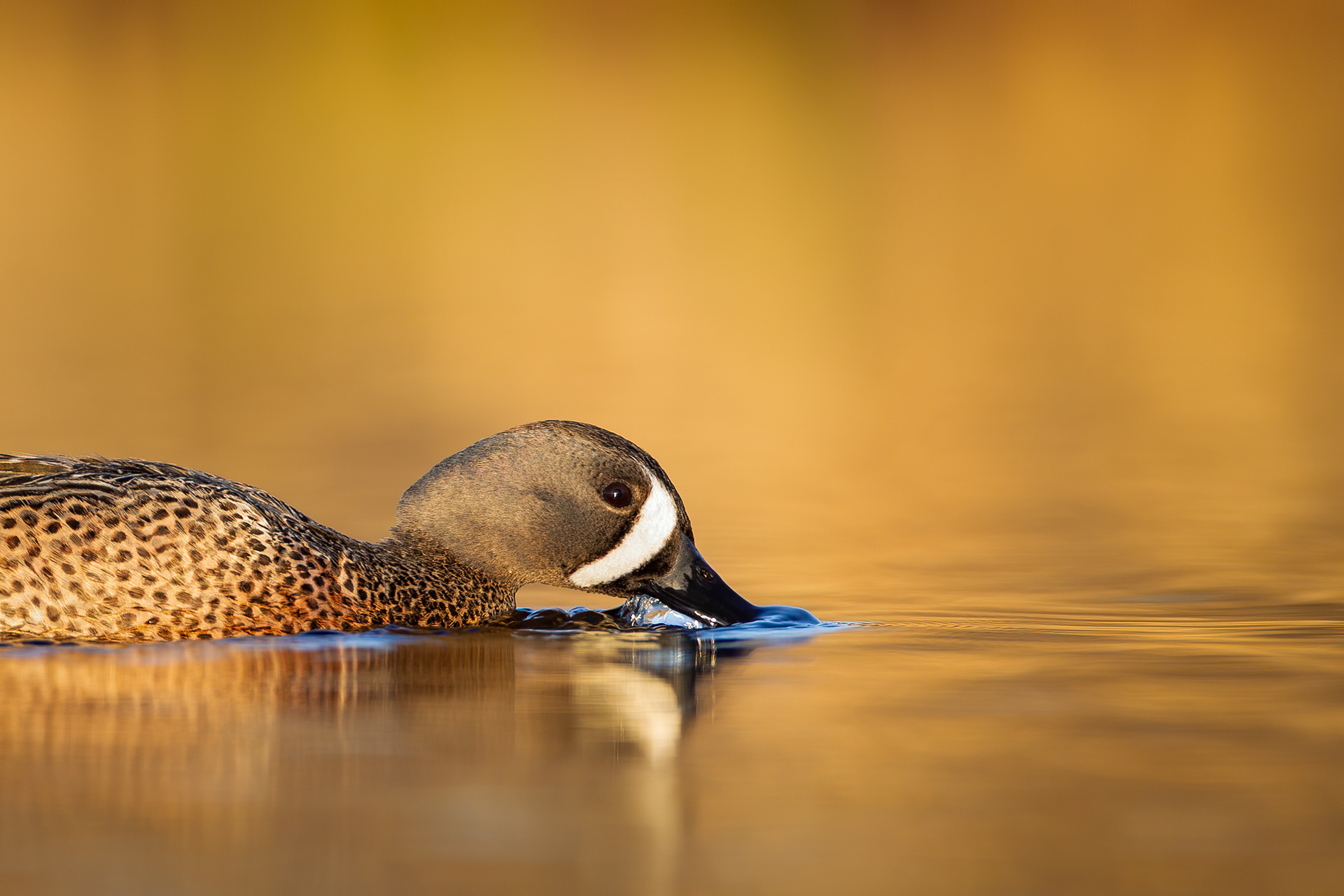Blue-winged Teal