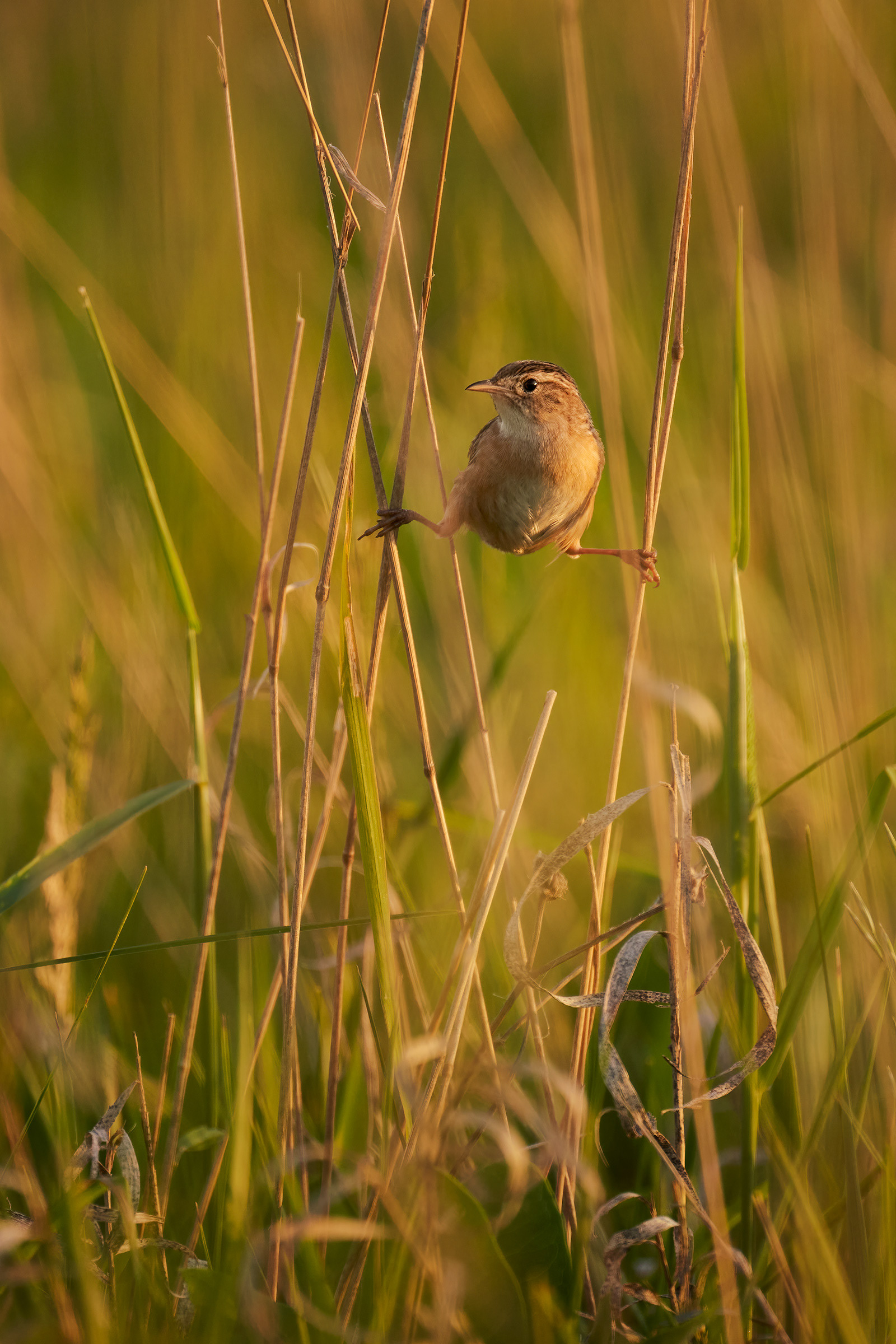 Sedge Wren