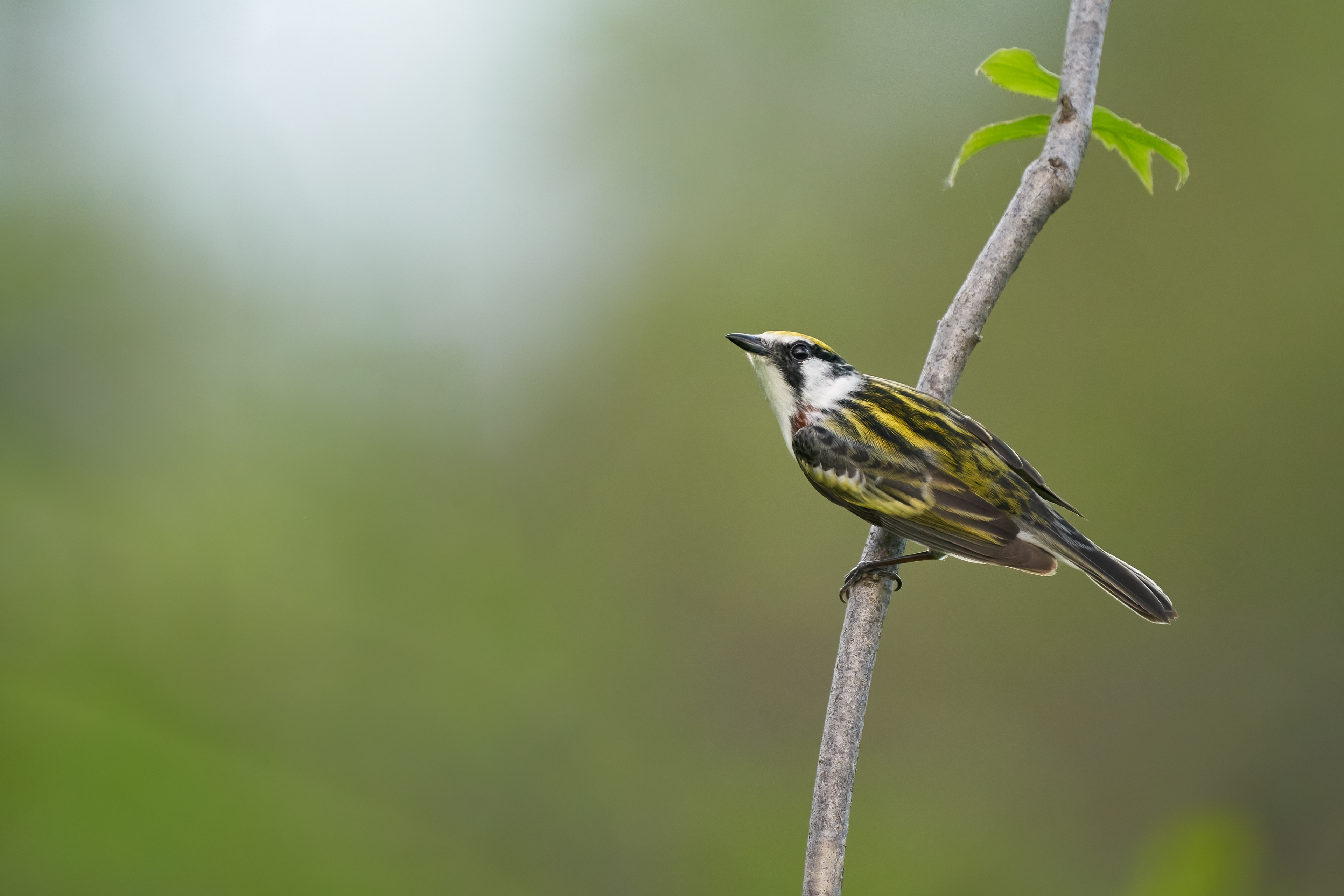 Chestnut-sided Warbler