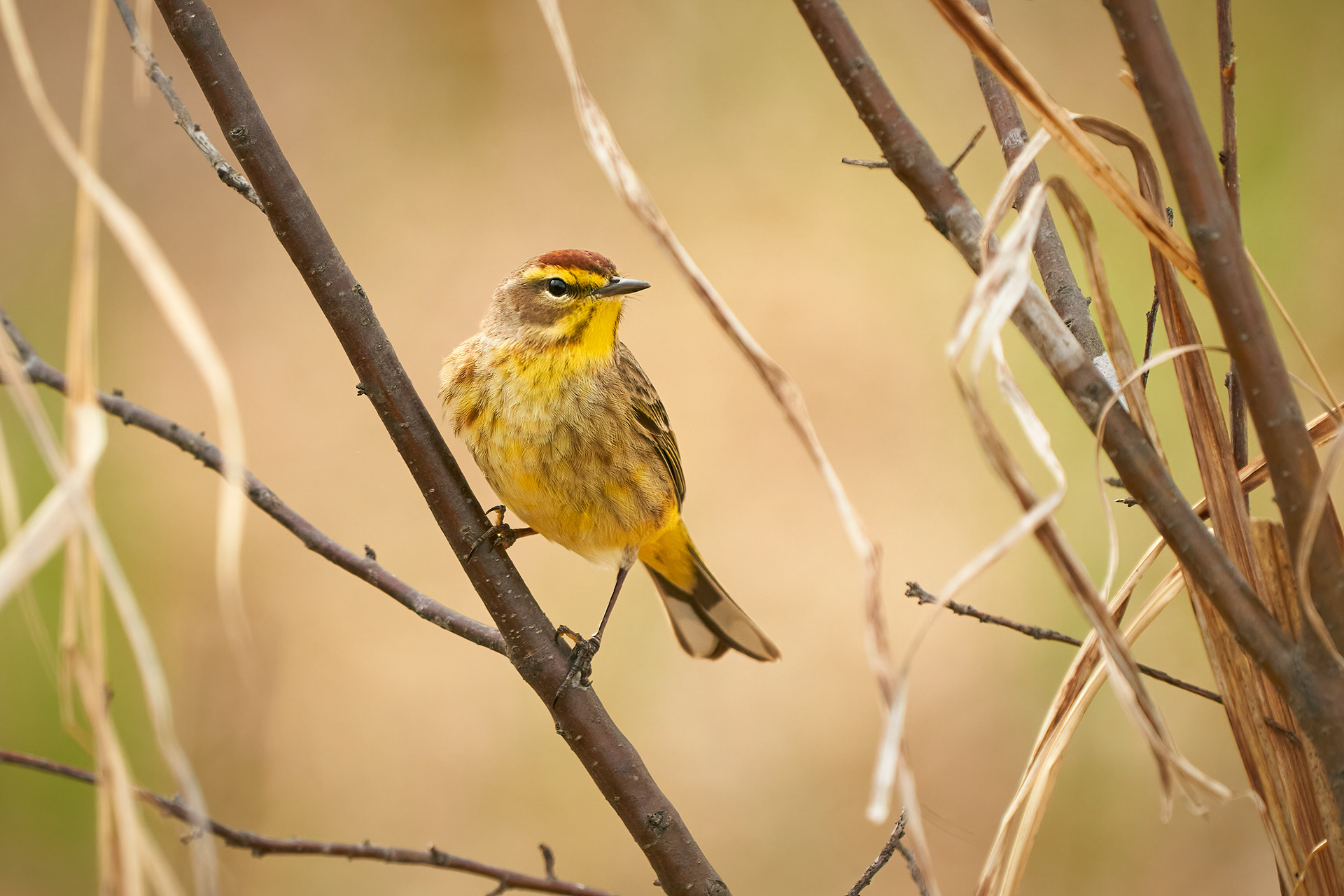 Palm Warbler