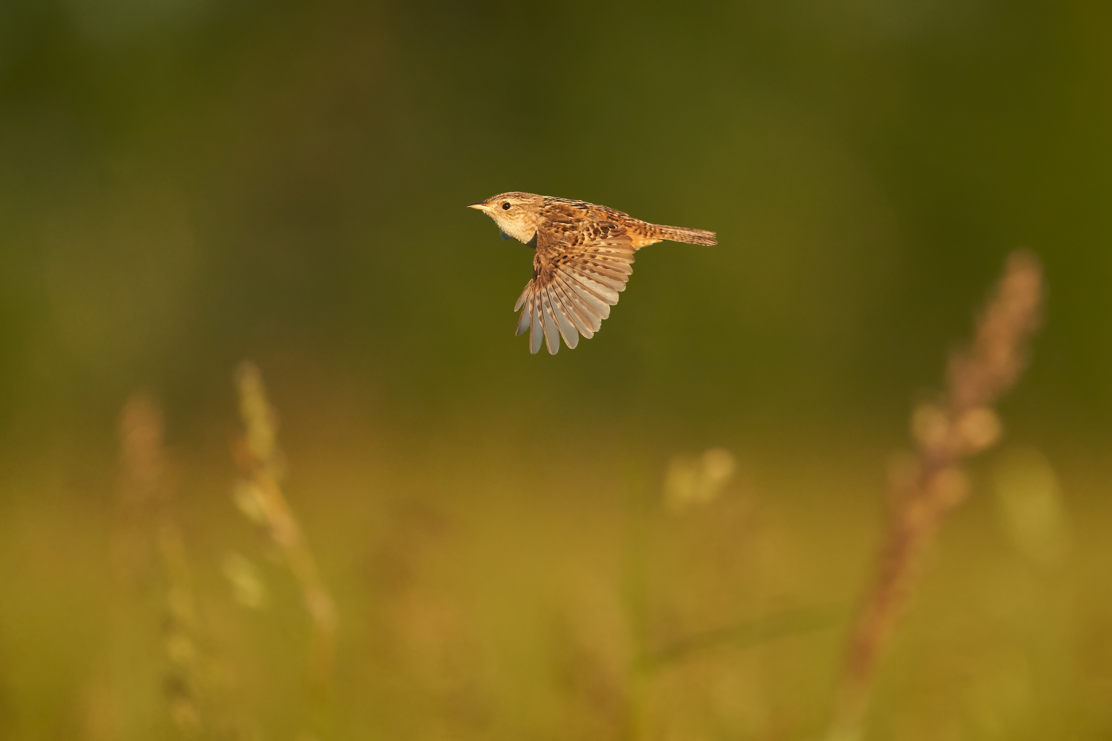 Sedge Wren