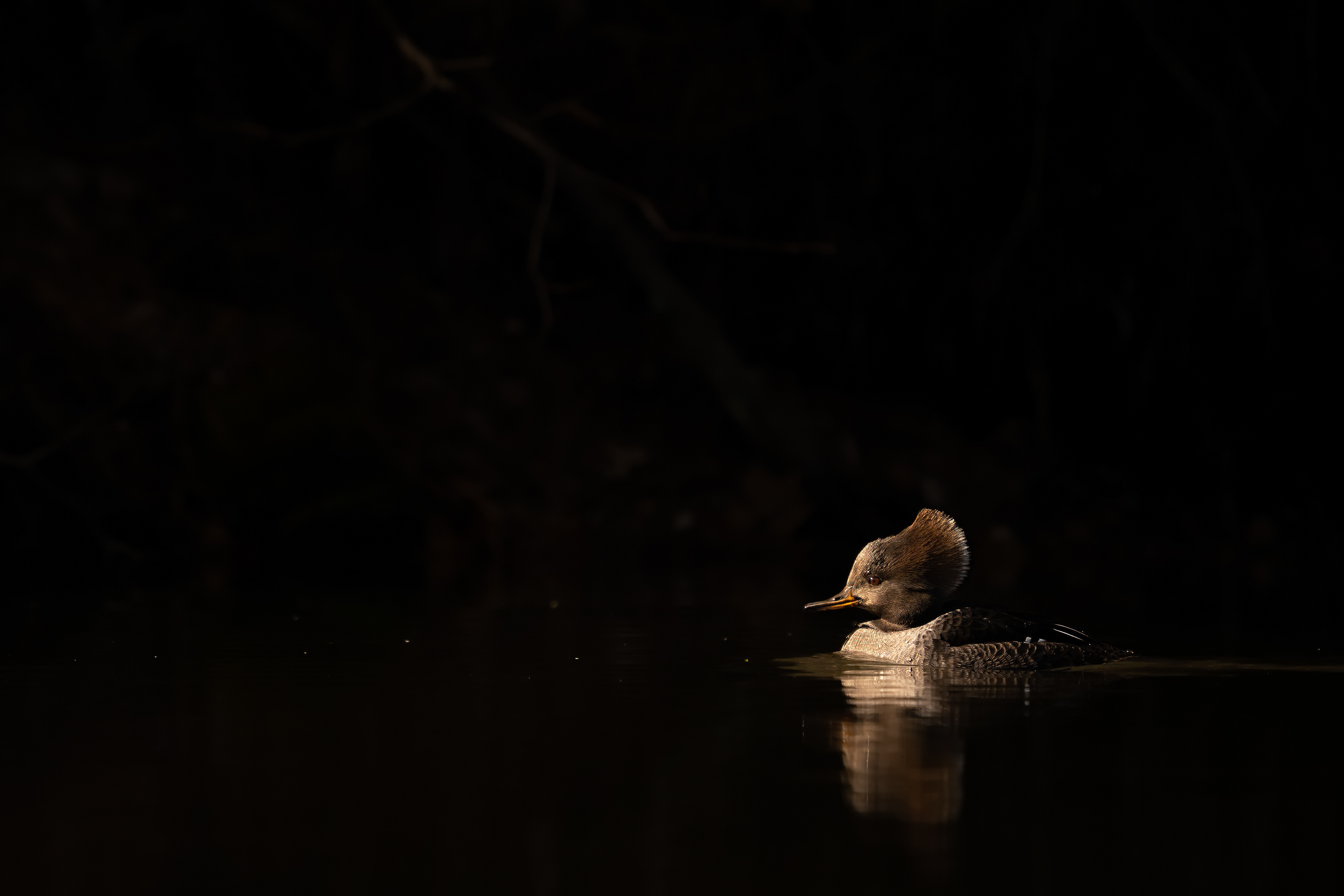 Hooded Merganser by Ryan Mense