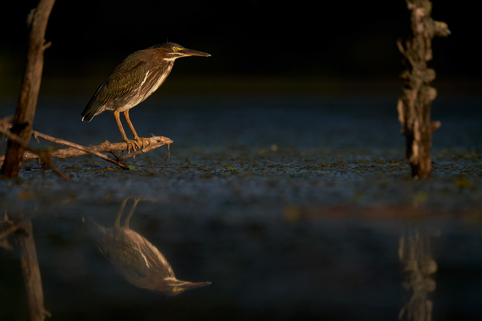 Green Heron