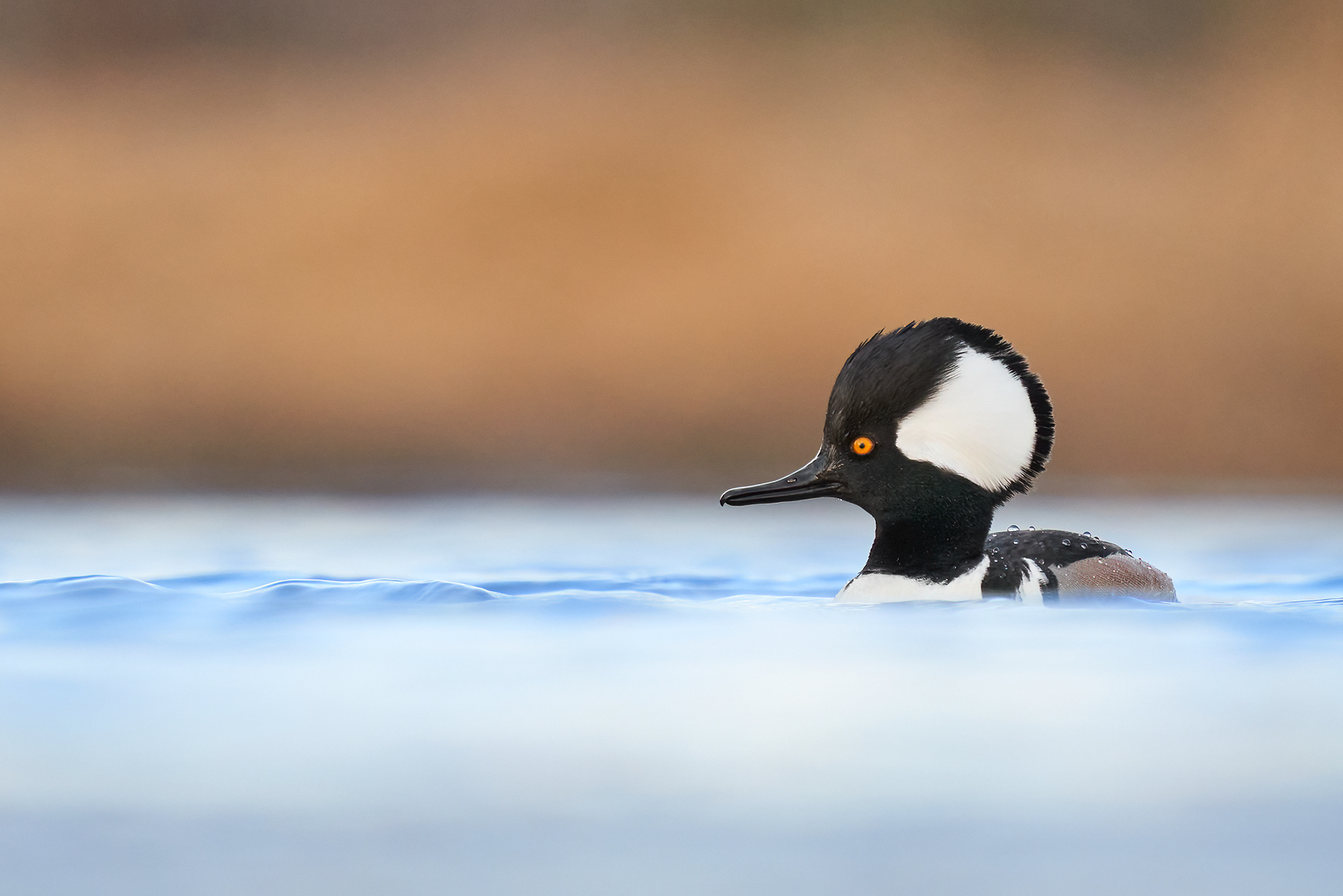 Hooded Merganser by Ryan Mense