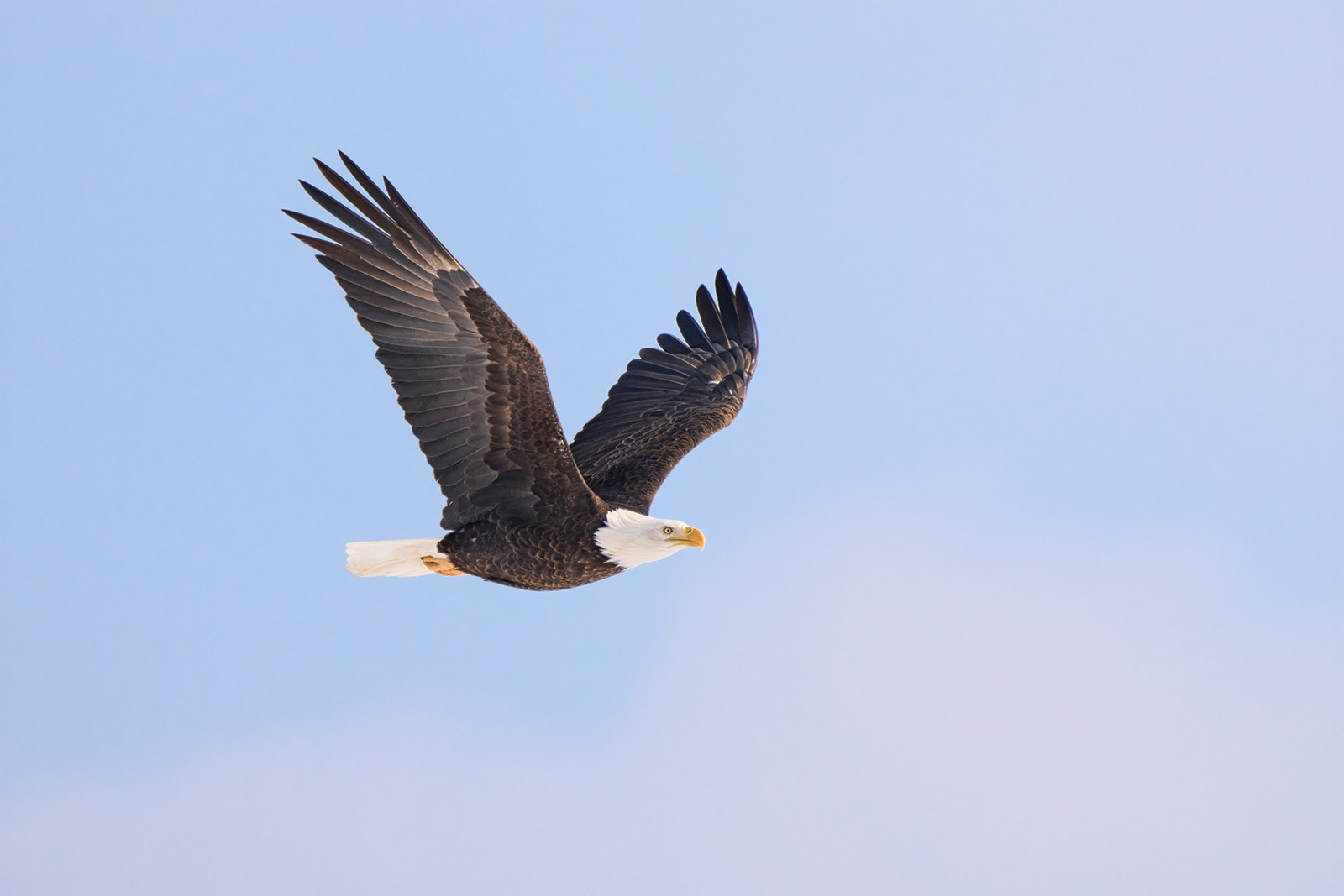 Bald Eagle
