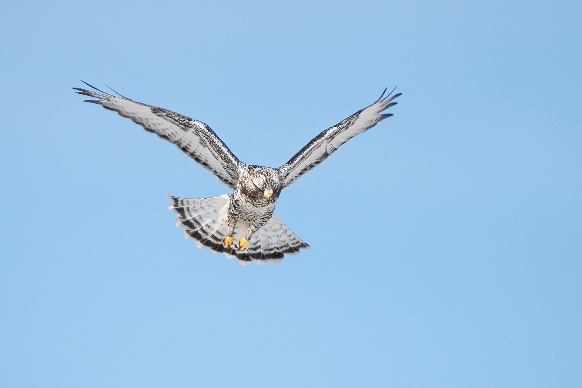 Rough-legged Hawk