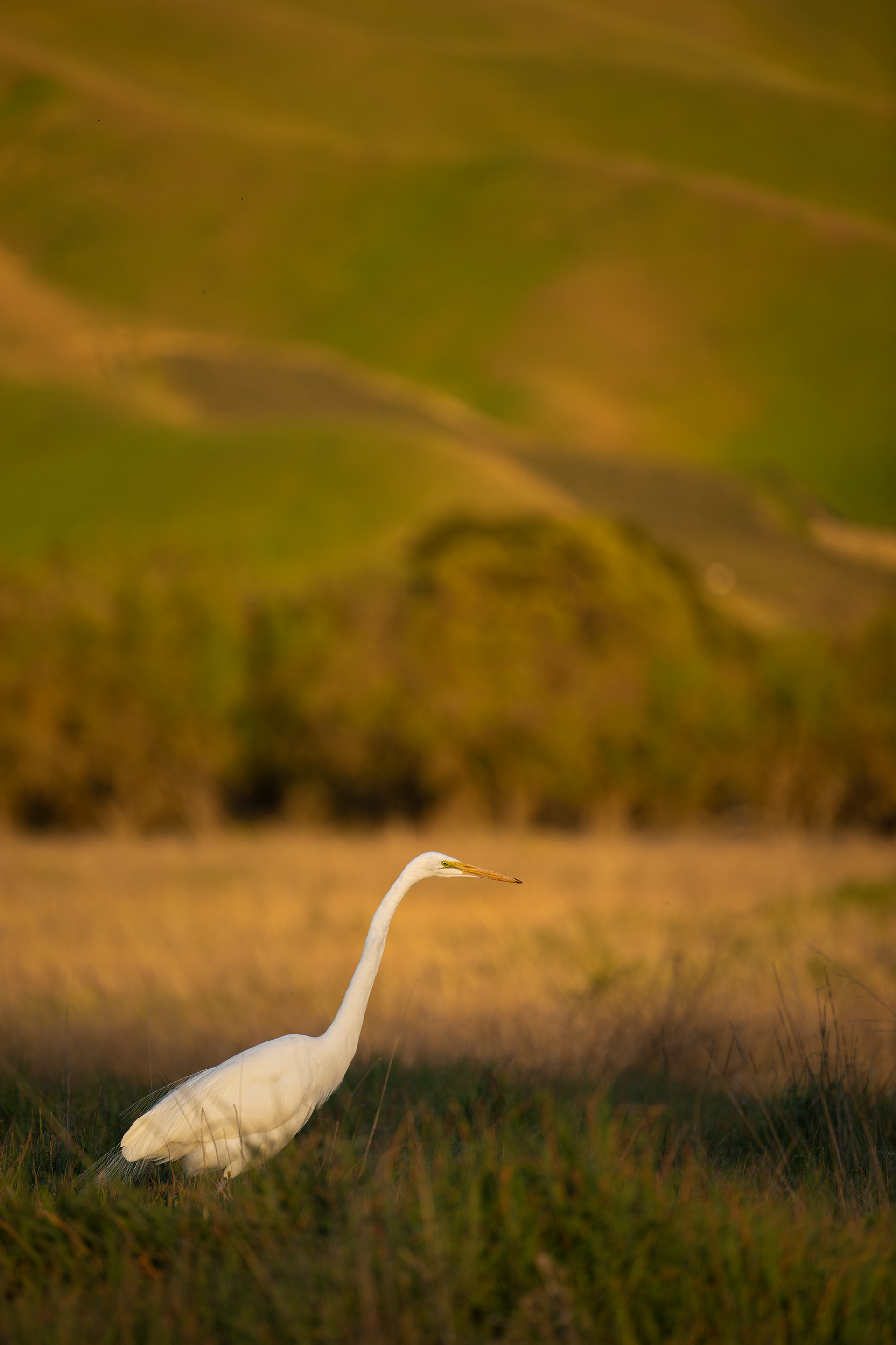 Great Egret