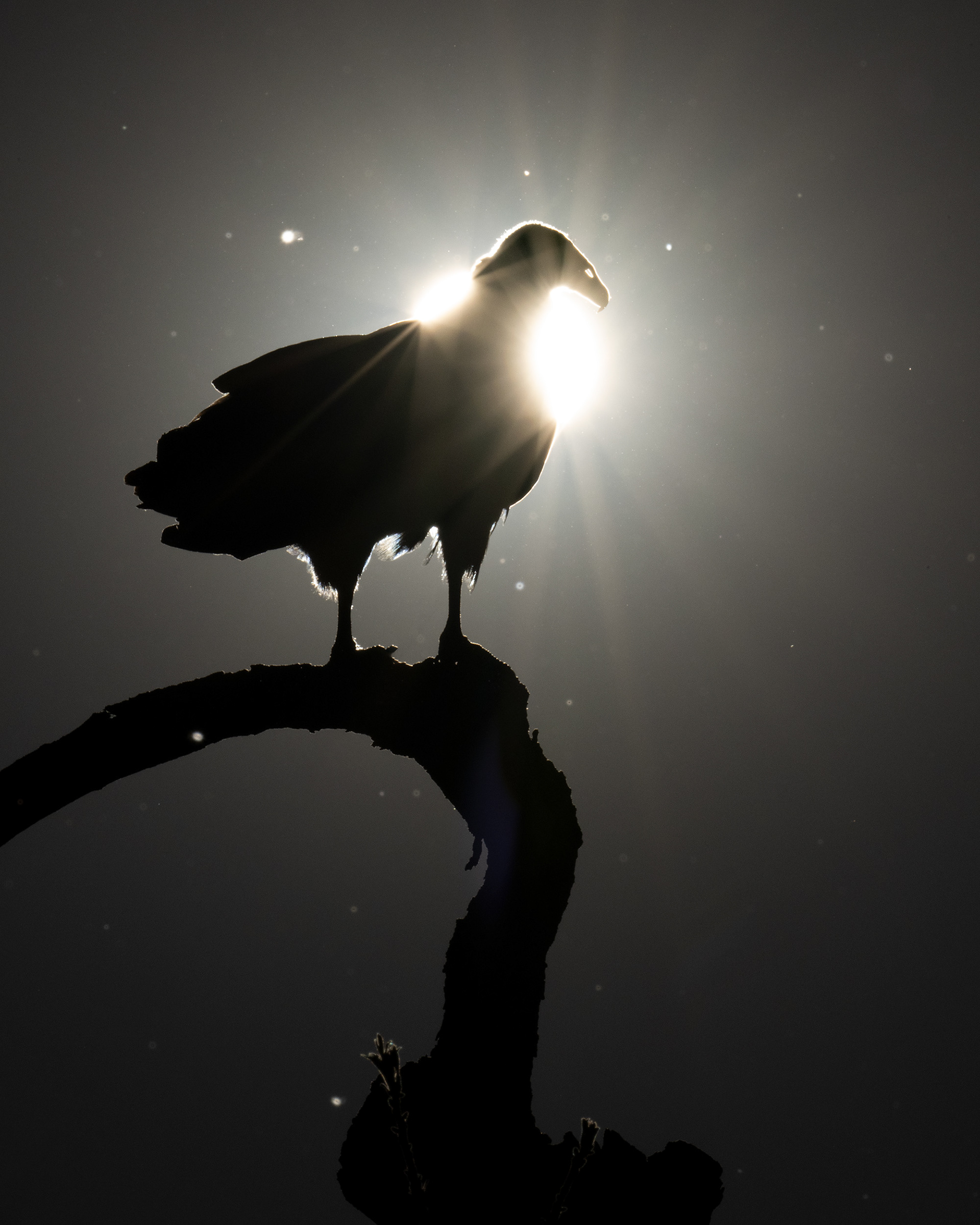 Turkey Vulture