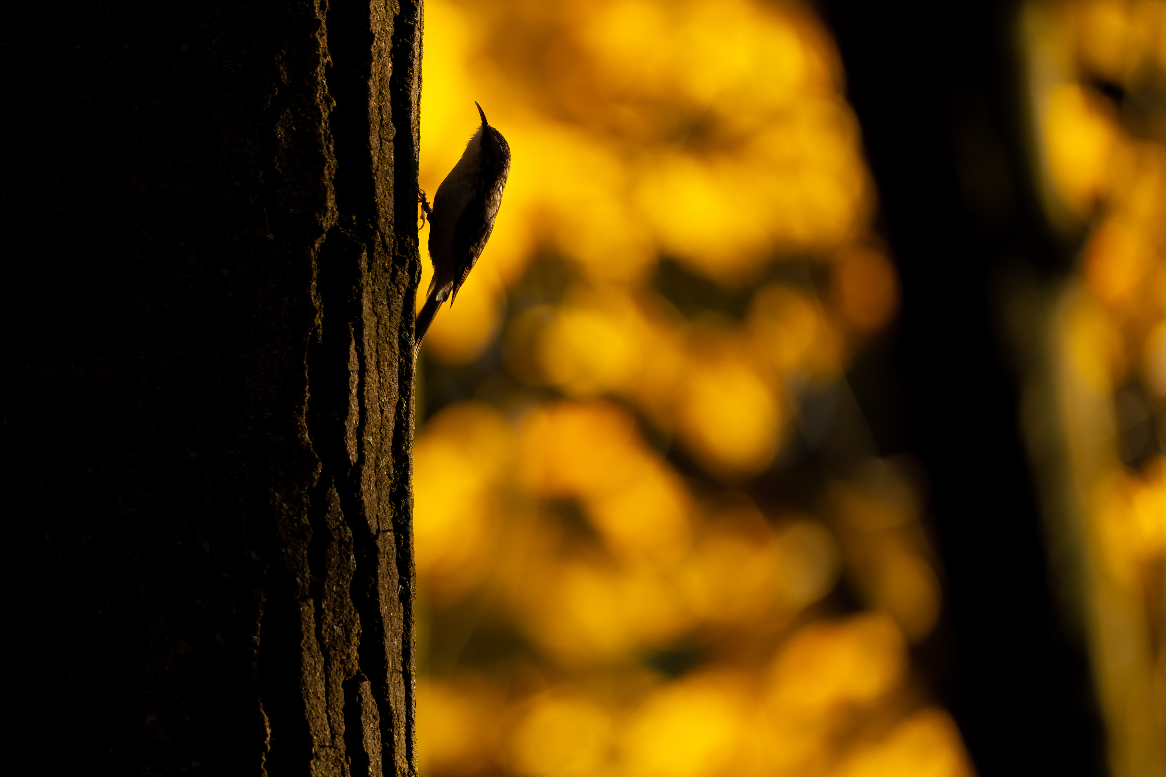 Brown Creeper