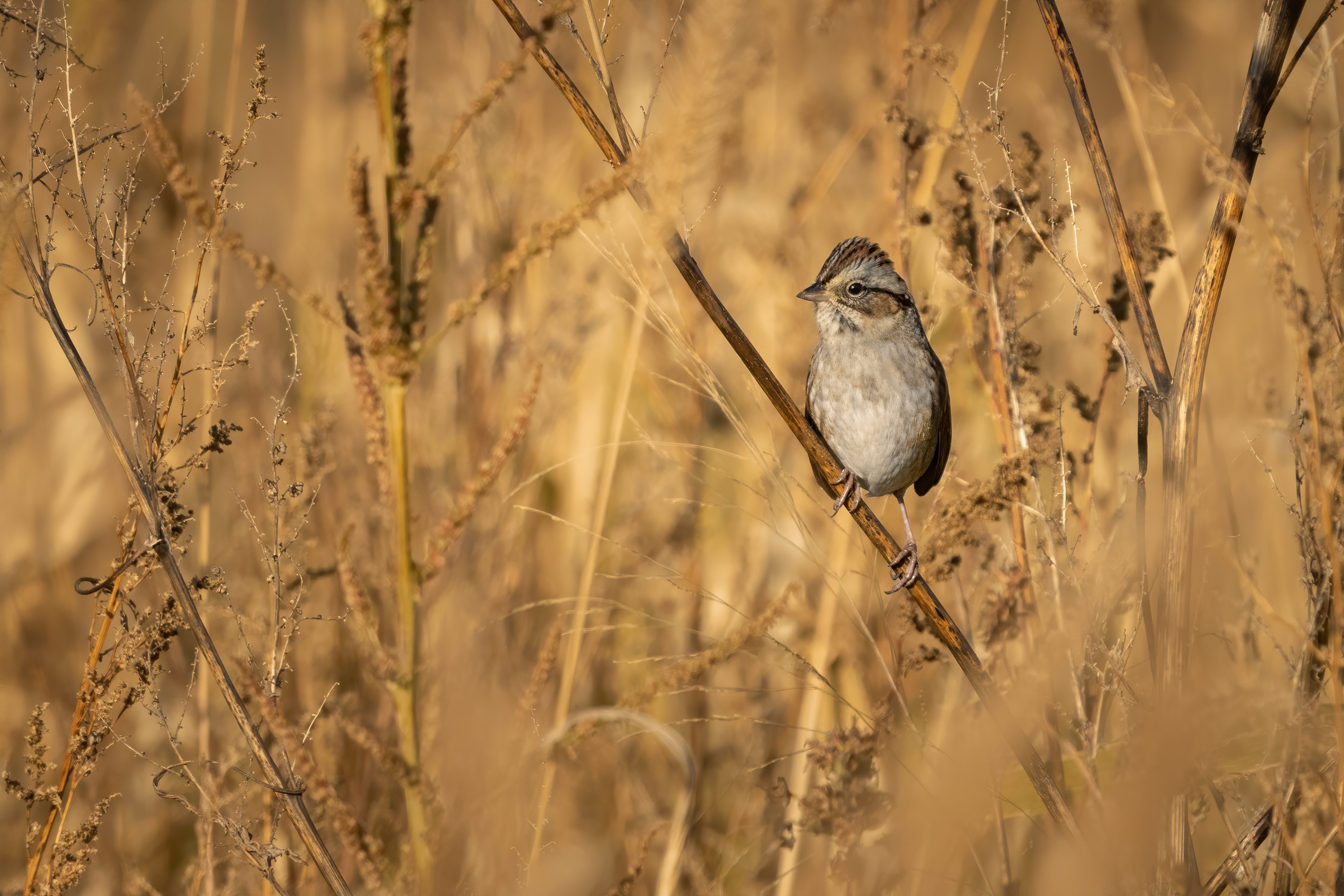 Swamp Sparrow