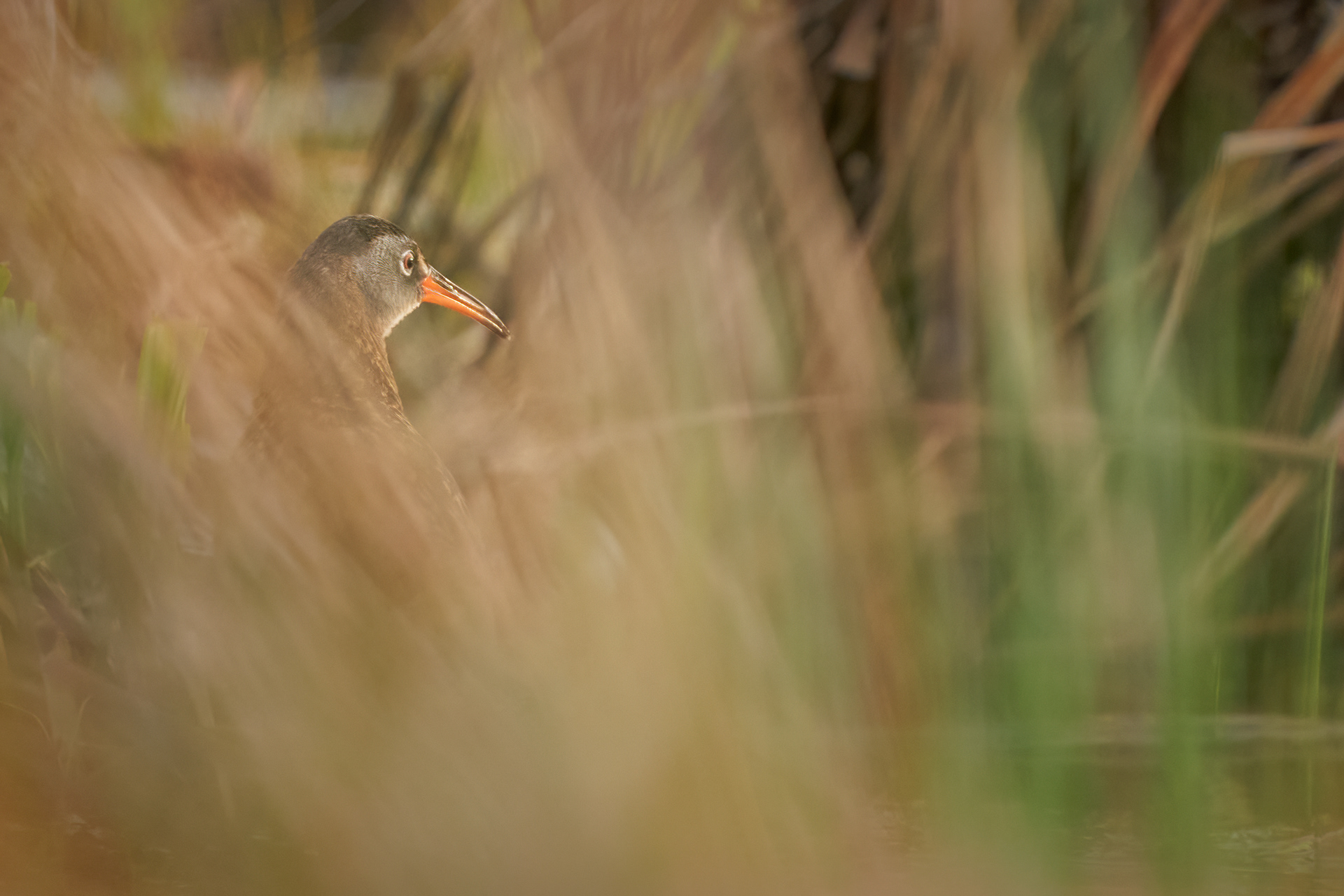 Virginia Rail