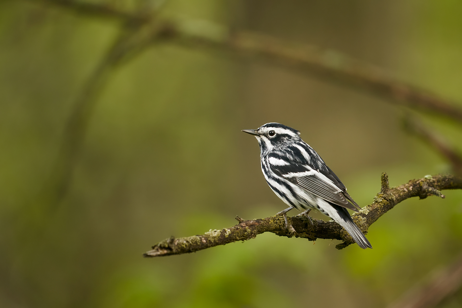 Black-and-white Warbler
