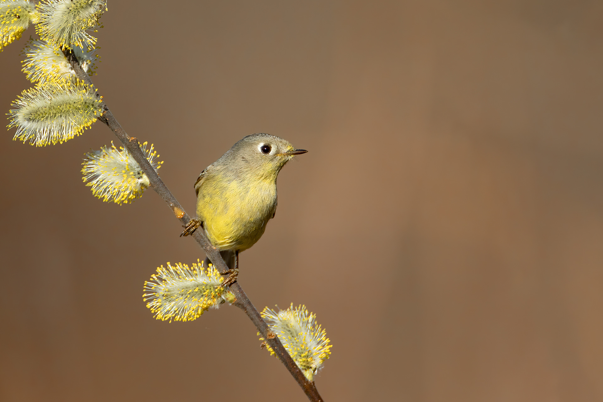 Ruby-crowned Kinglet