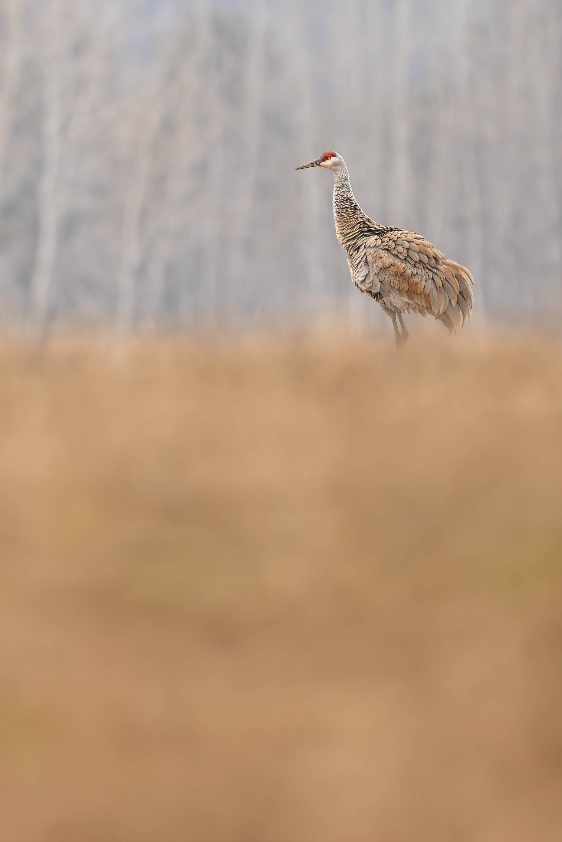 Sandhill Crane