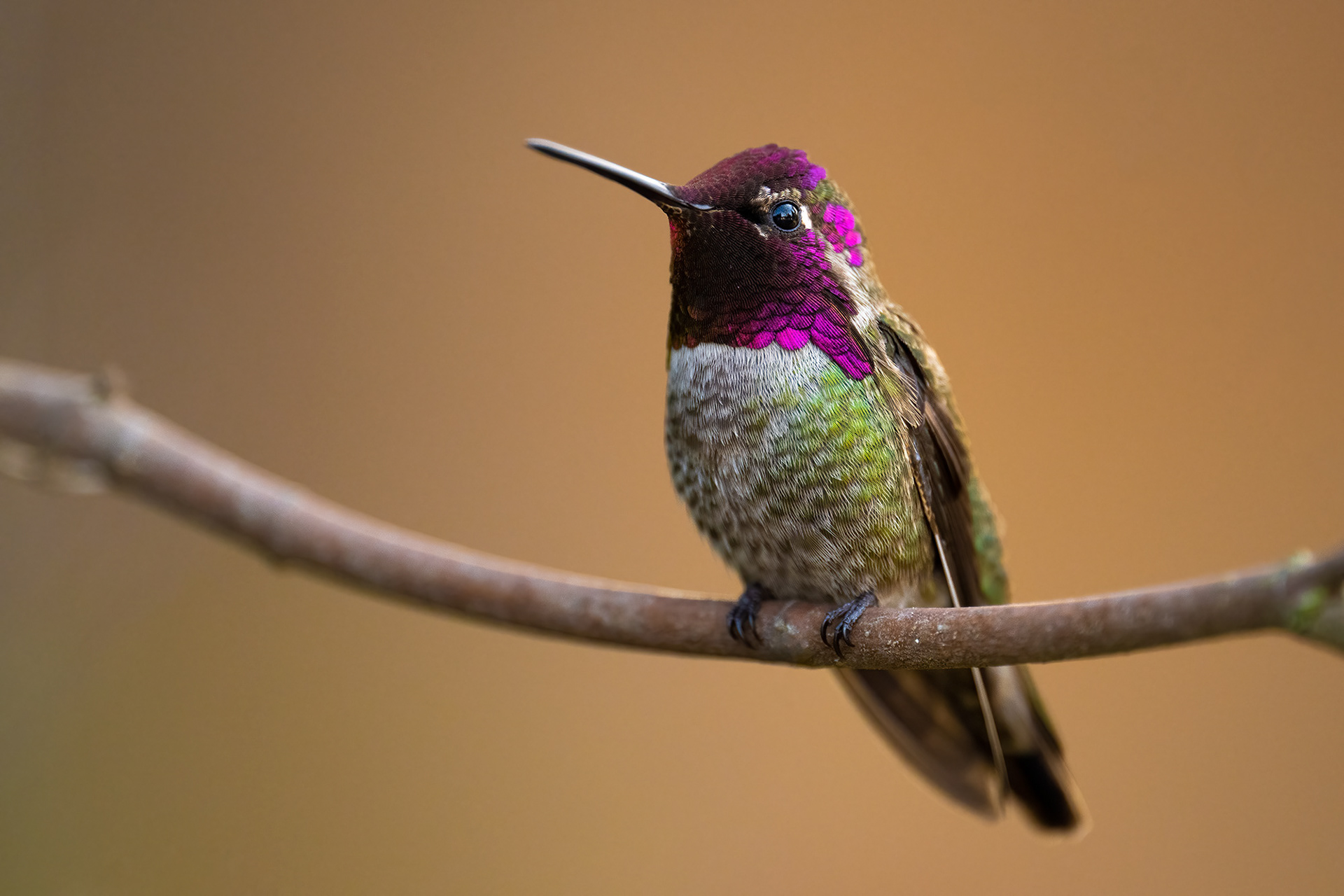 Anna's Hummingbird