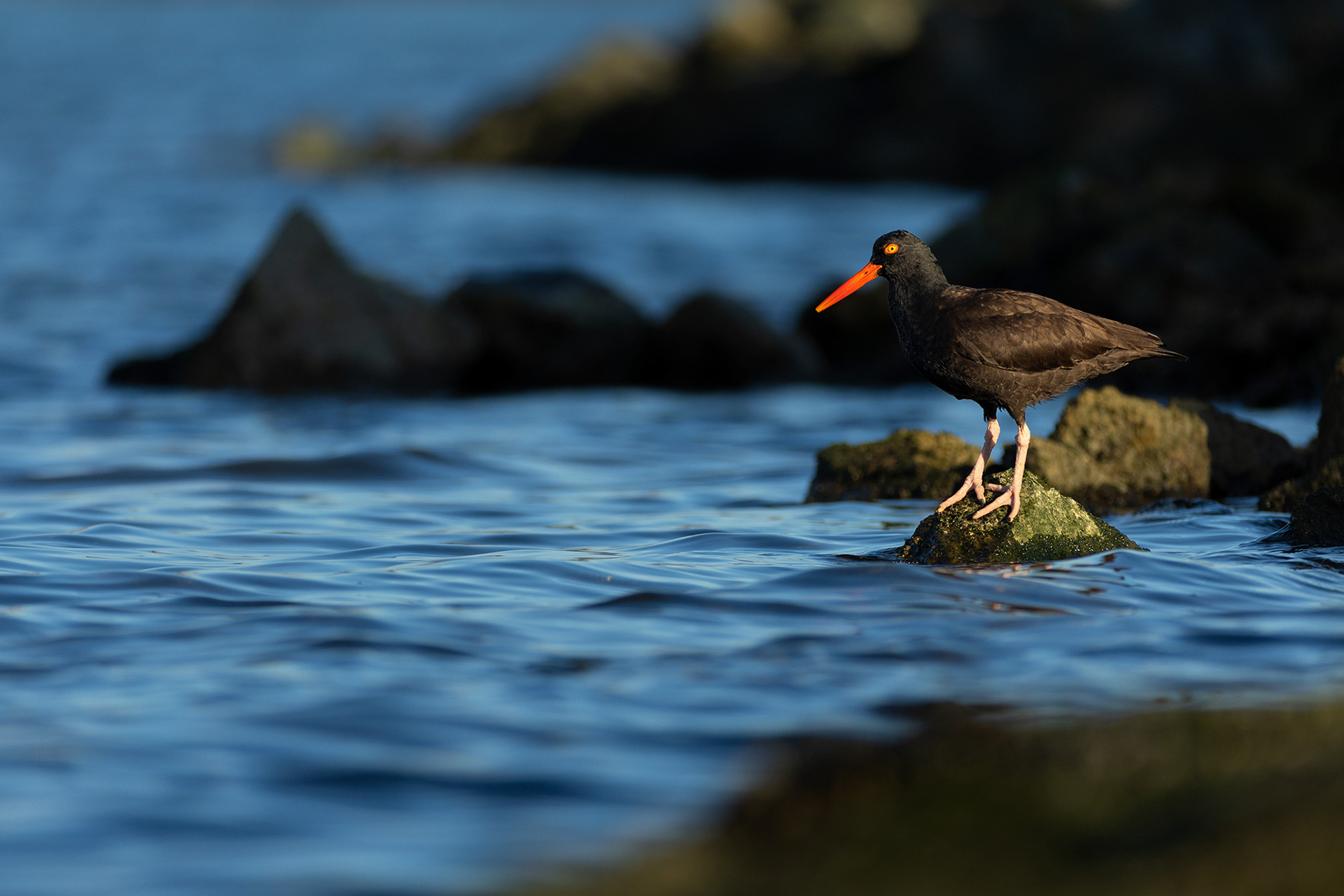 Black Oystercatcher