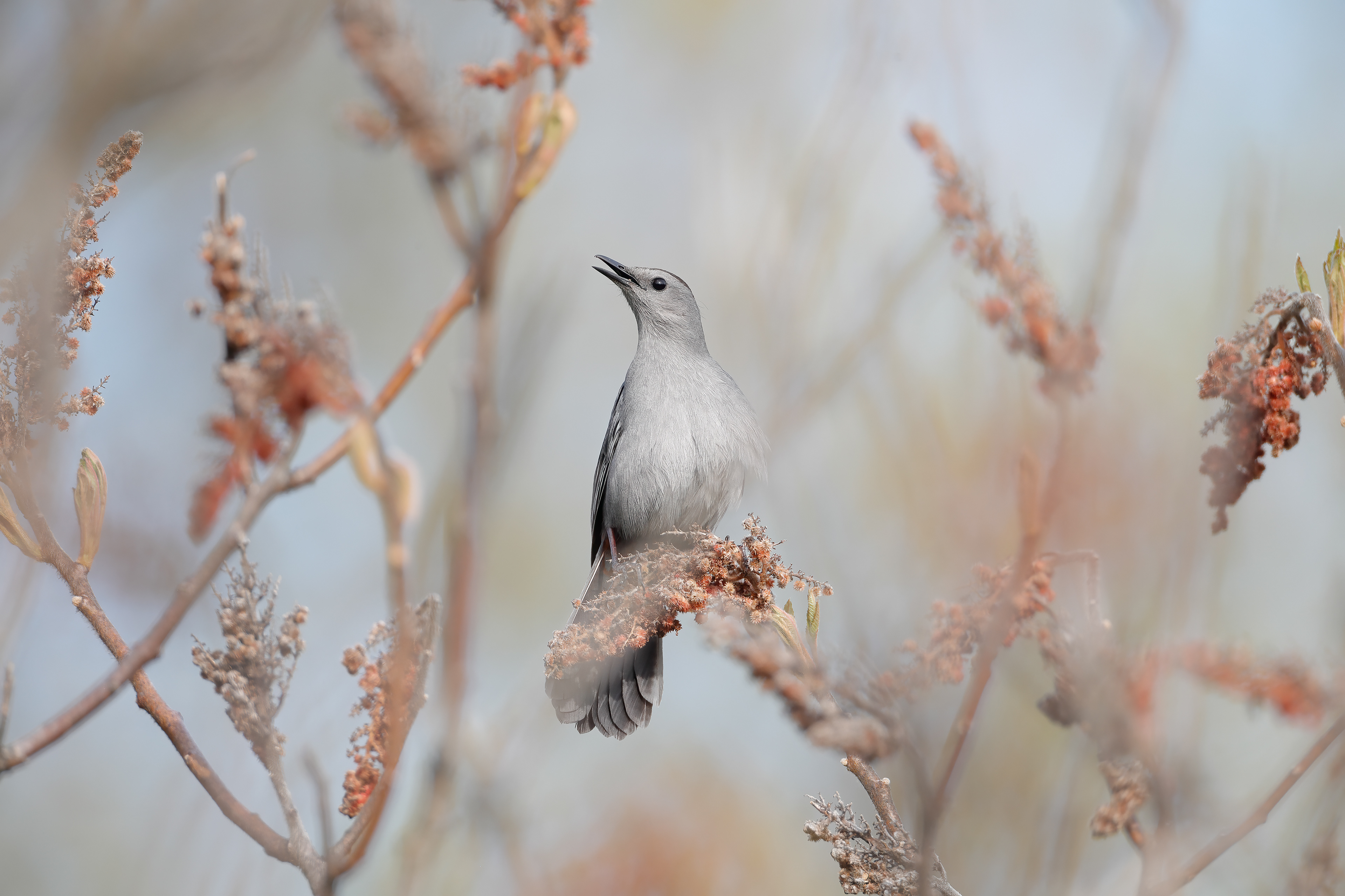 Gray Catbird