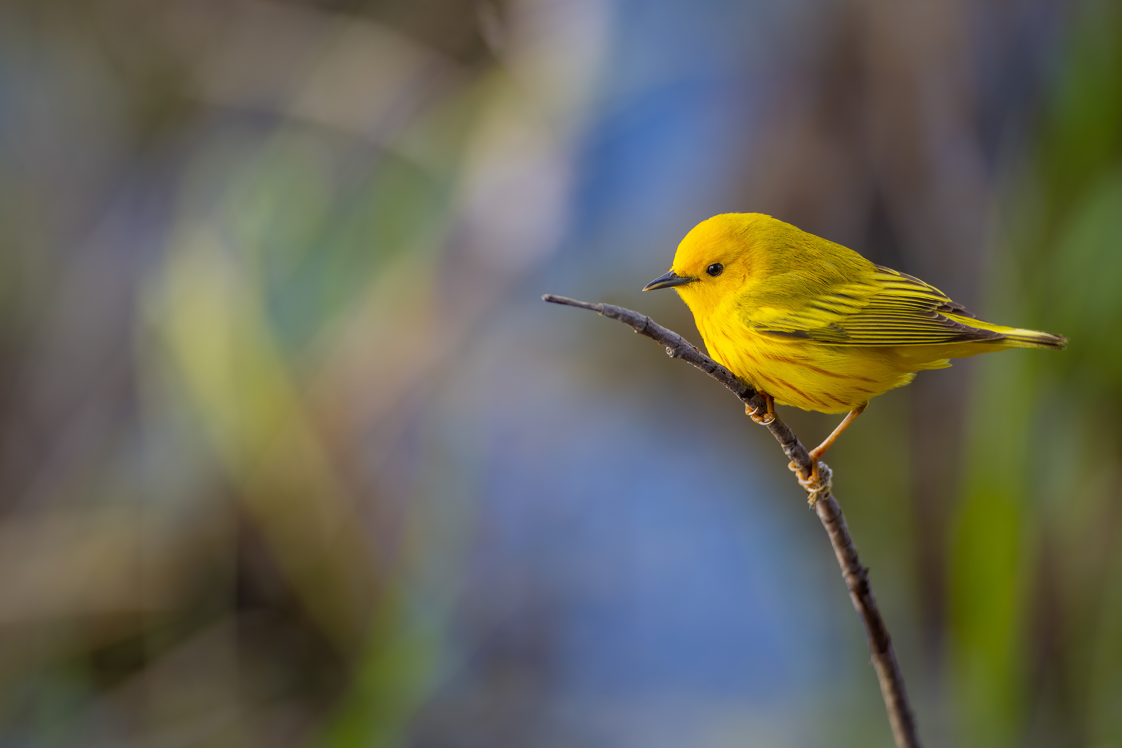Yellow Warbler