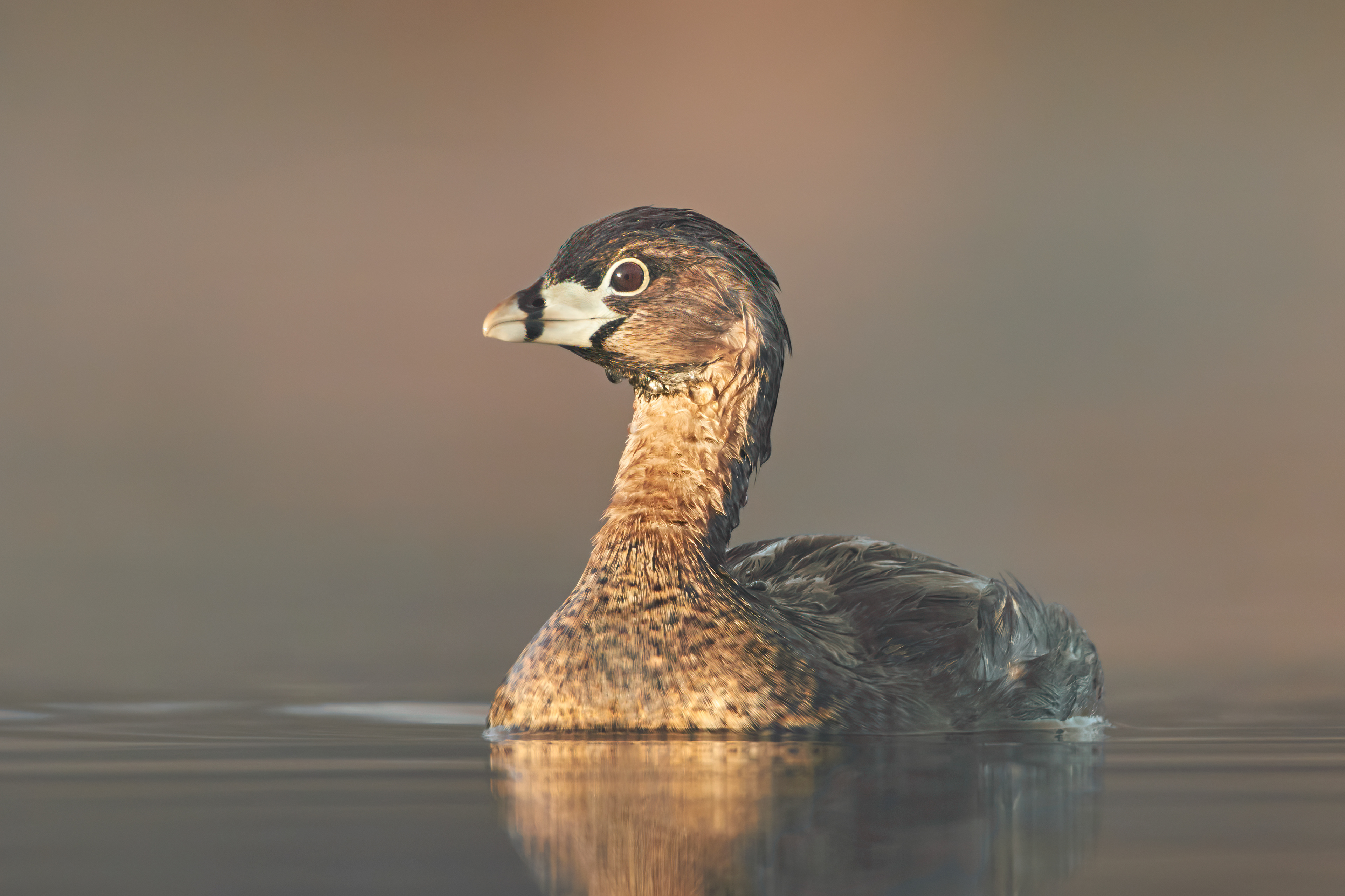 Pied-billed Grebe