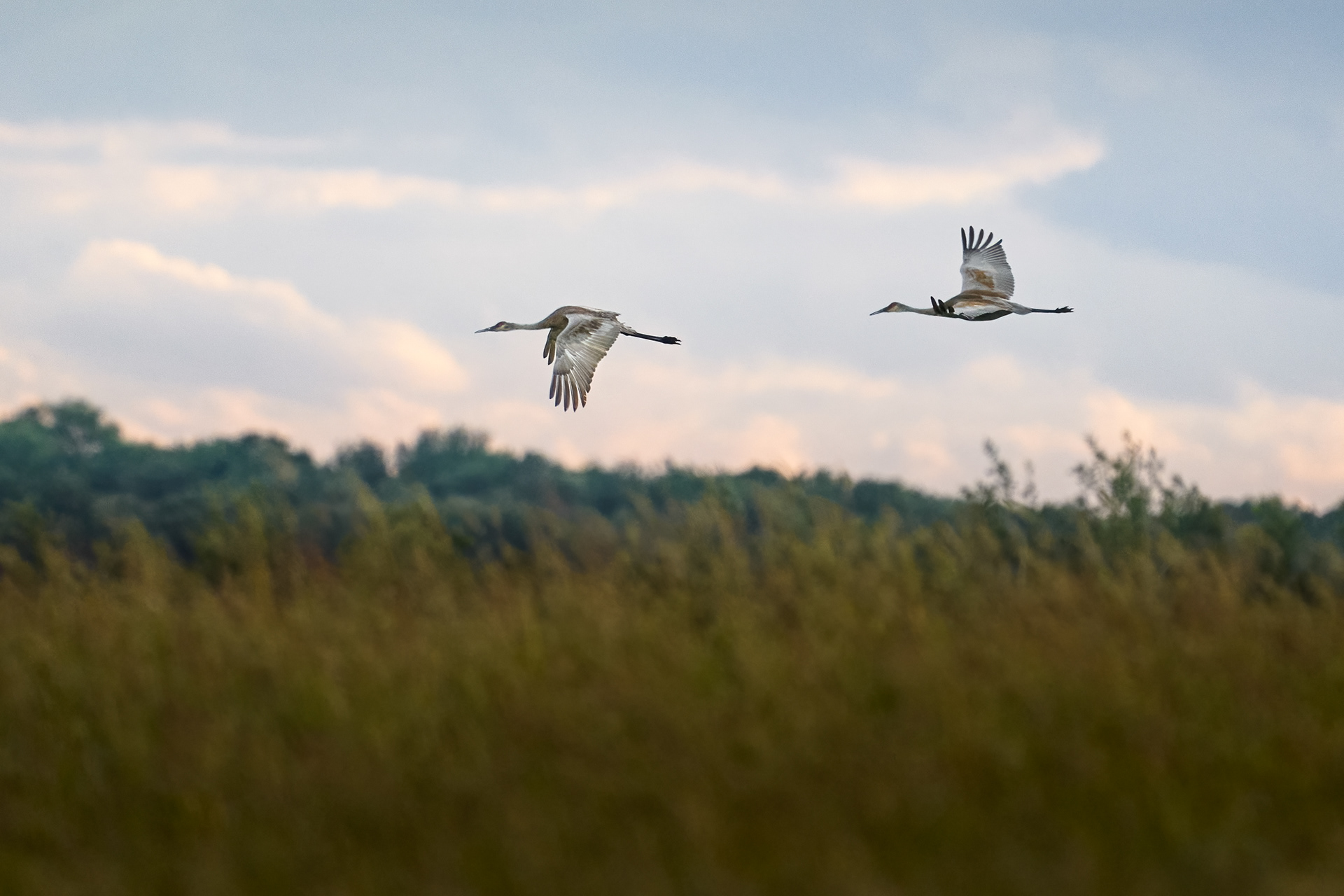 Sandhill Crane