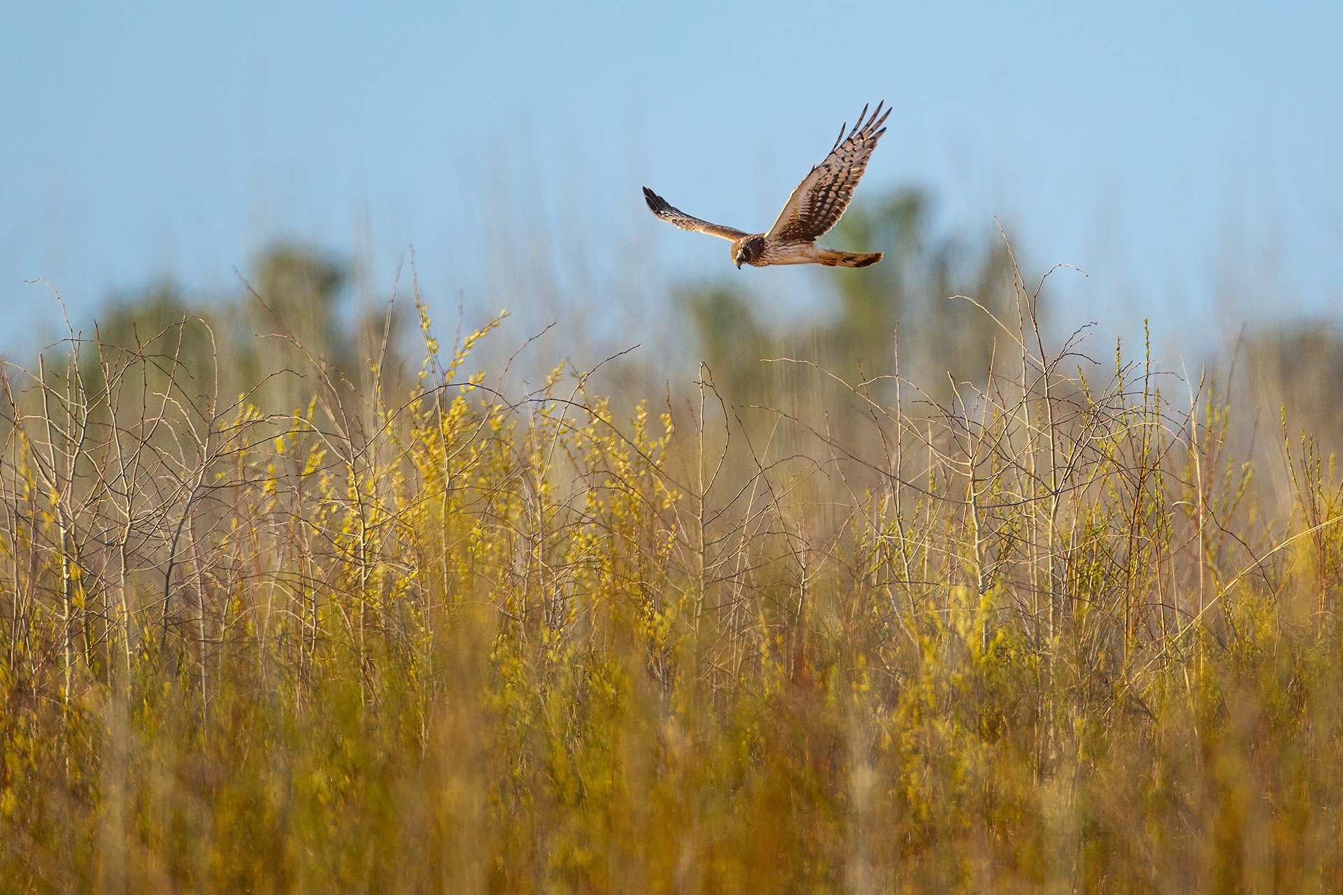 Northern Harrier