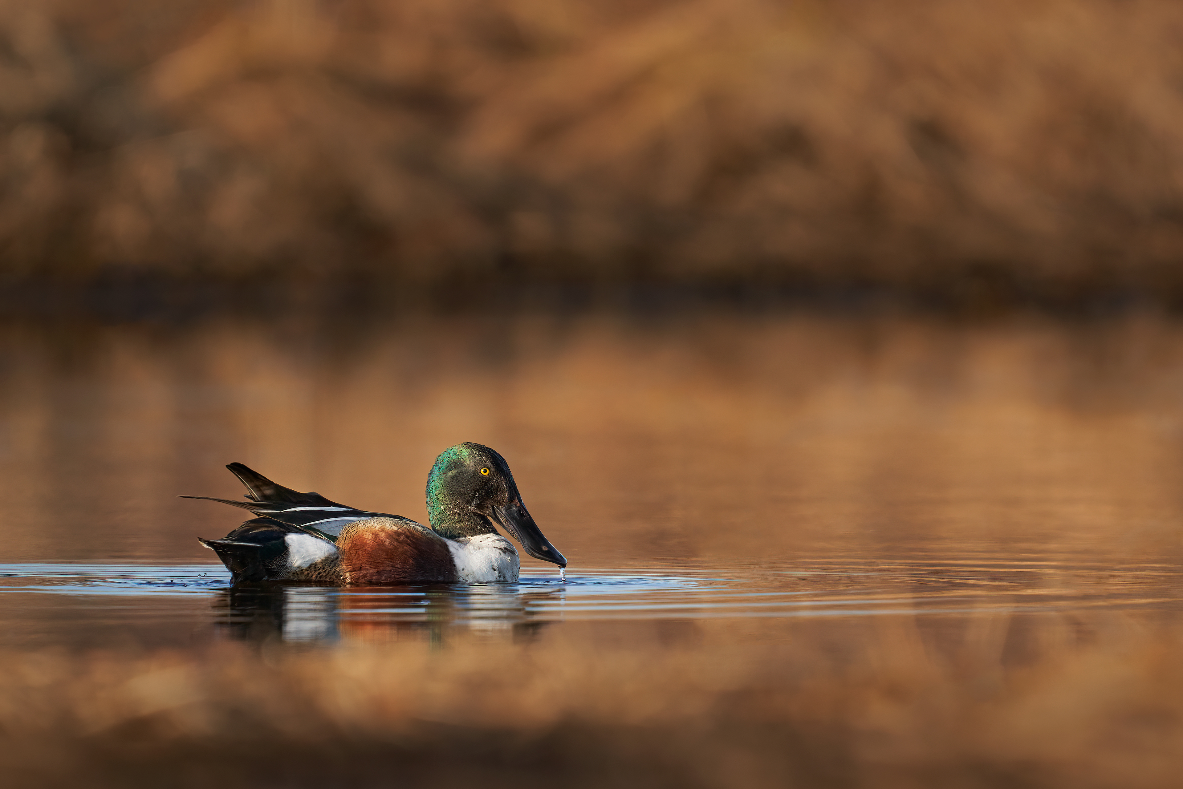 Northern Shoveler