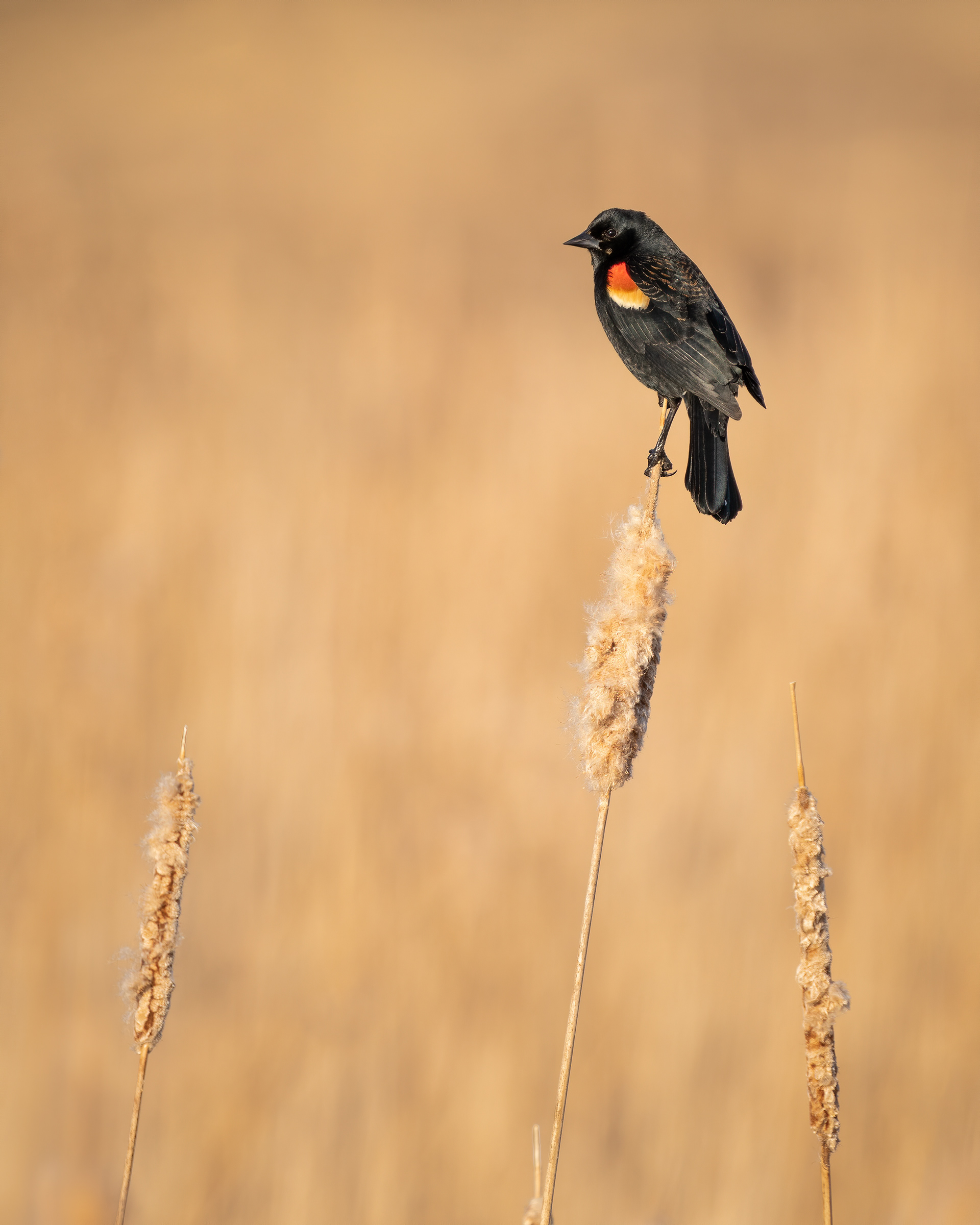 Red-winged Blackbird