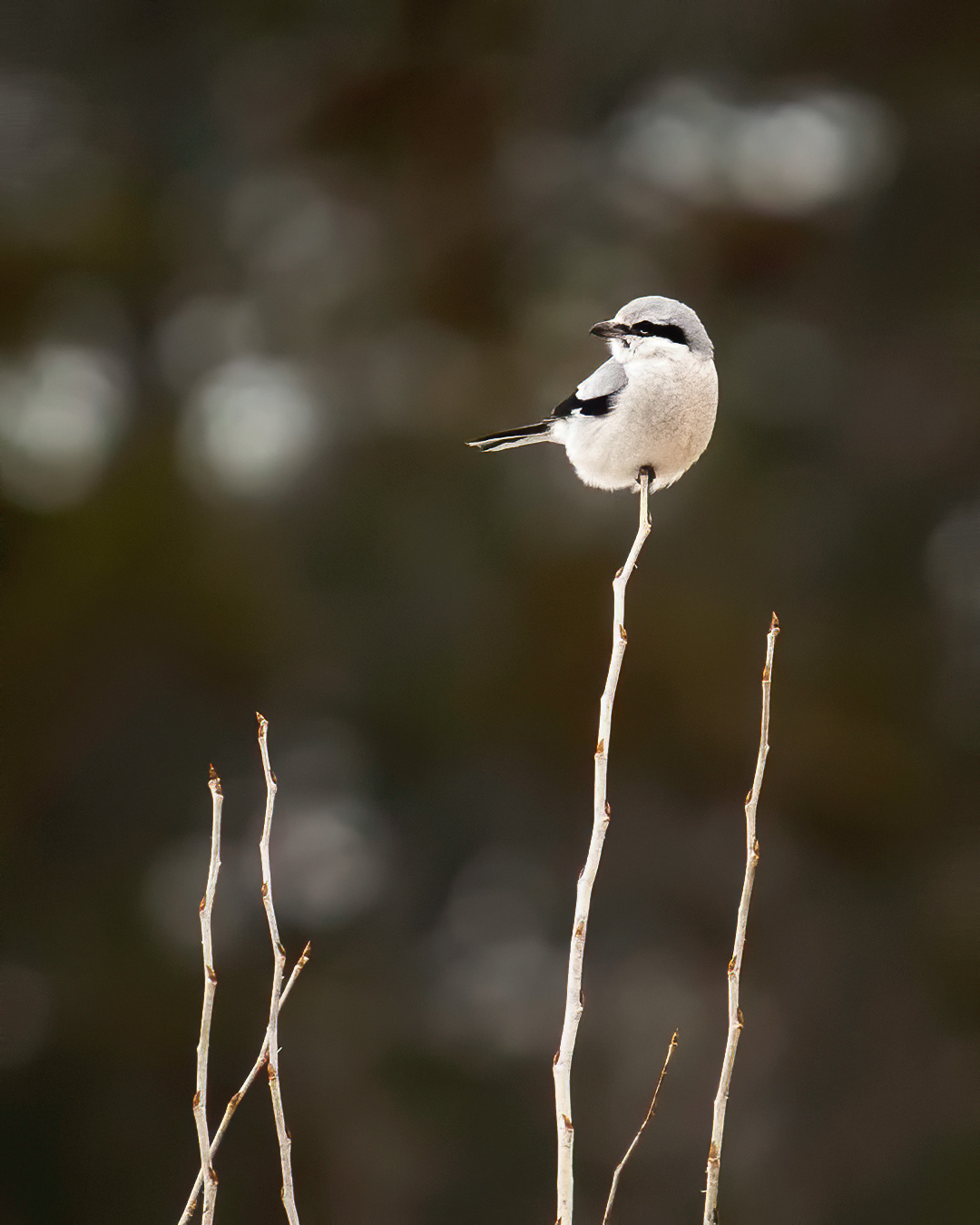 Northern Shrike